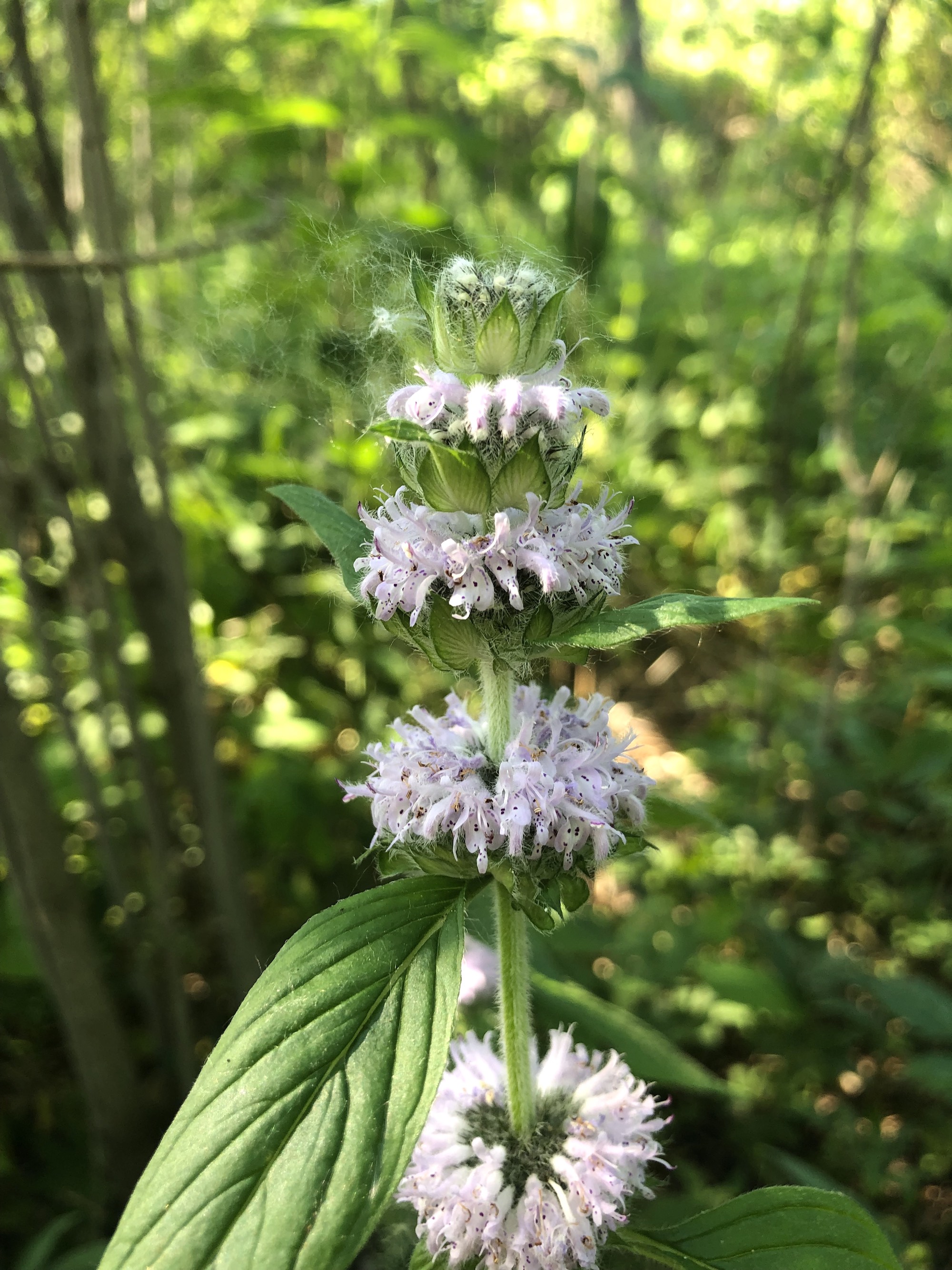 Downy Pagoda-plant in woods just behind Council Ring in the UW-Arboretum Oak Savanna in Madison, Wisconsin on June 10, 2021.