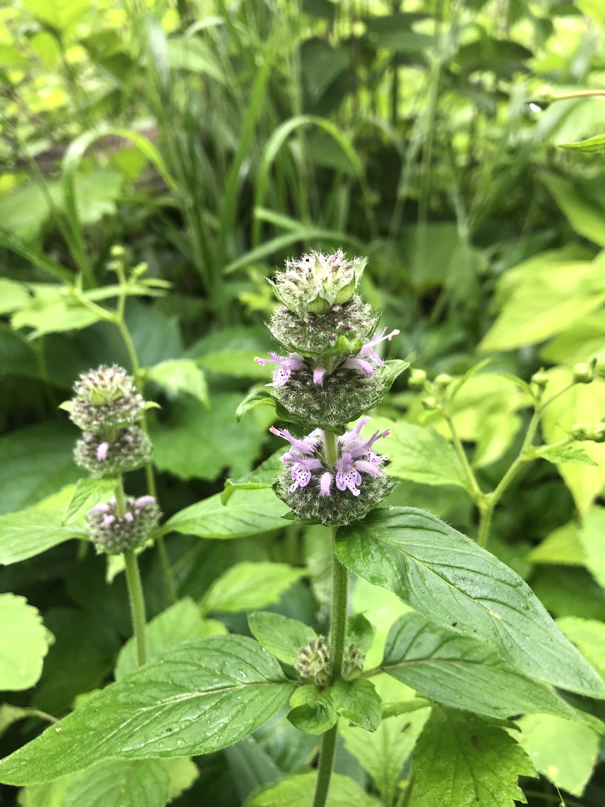 Downy Pagoda-plant near Council Ring in Oak Savana in Madison, Wisconsin on June 12, 2022.