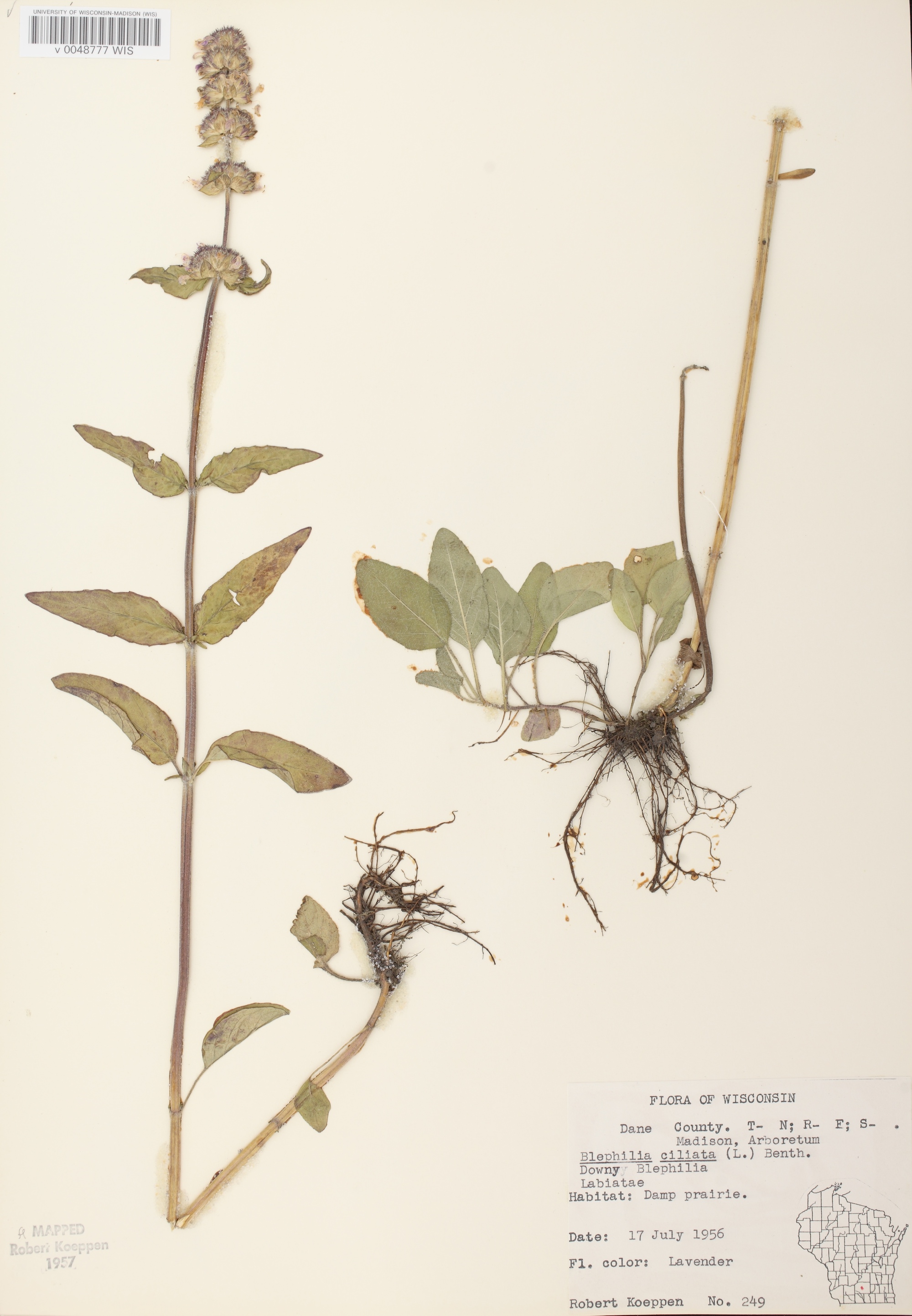 Downy Pagoda Plant specimen collected in the U.W. Arbortetum in Dane County on July 17, 1956.