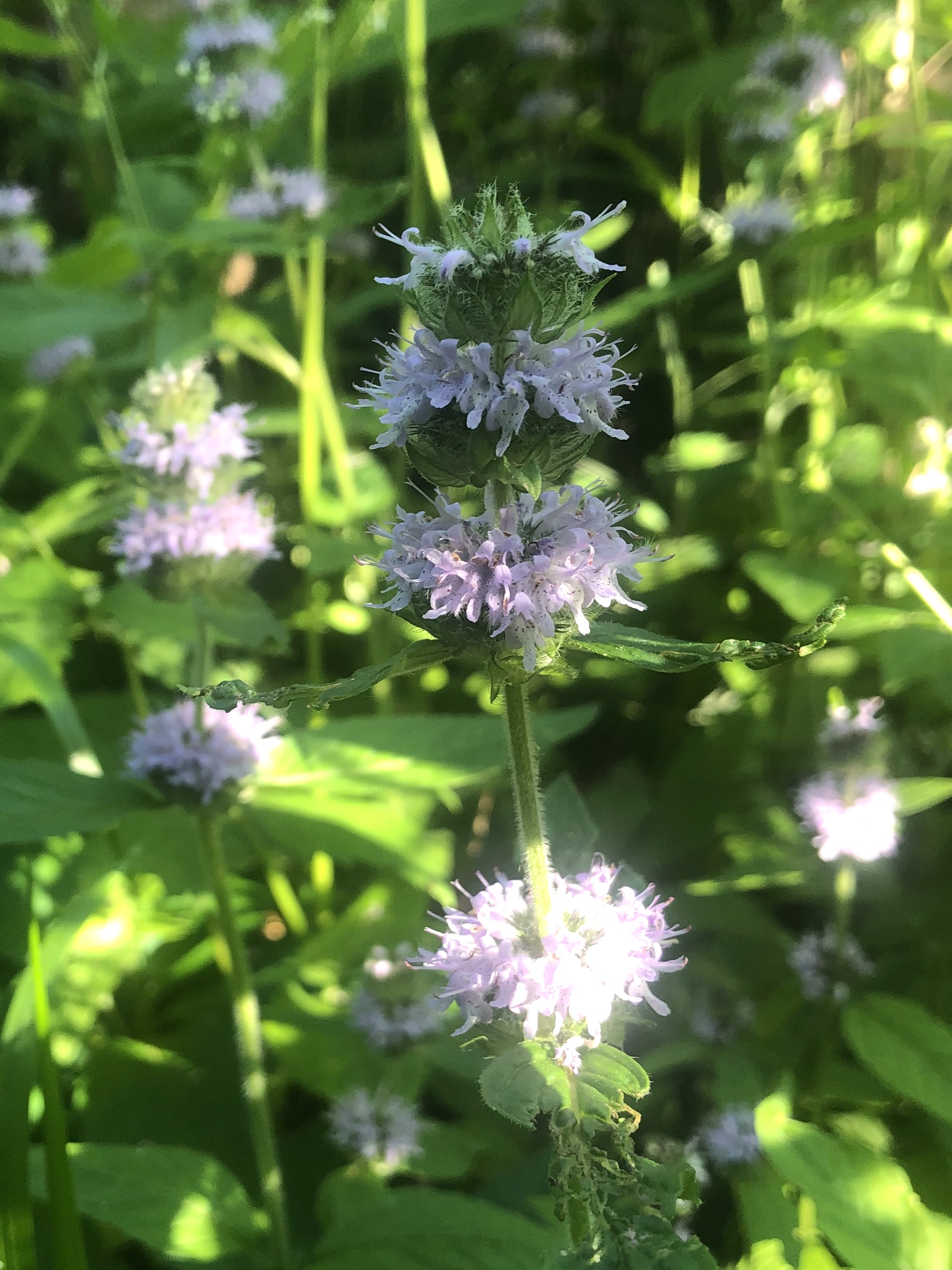 Downy Pagoda-plant near Council Ring in Oak Savana in Madison, Wisconsin on June 19, 2022.