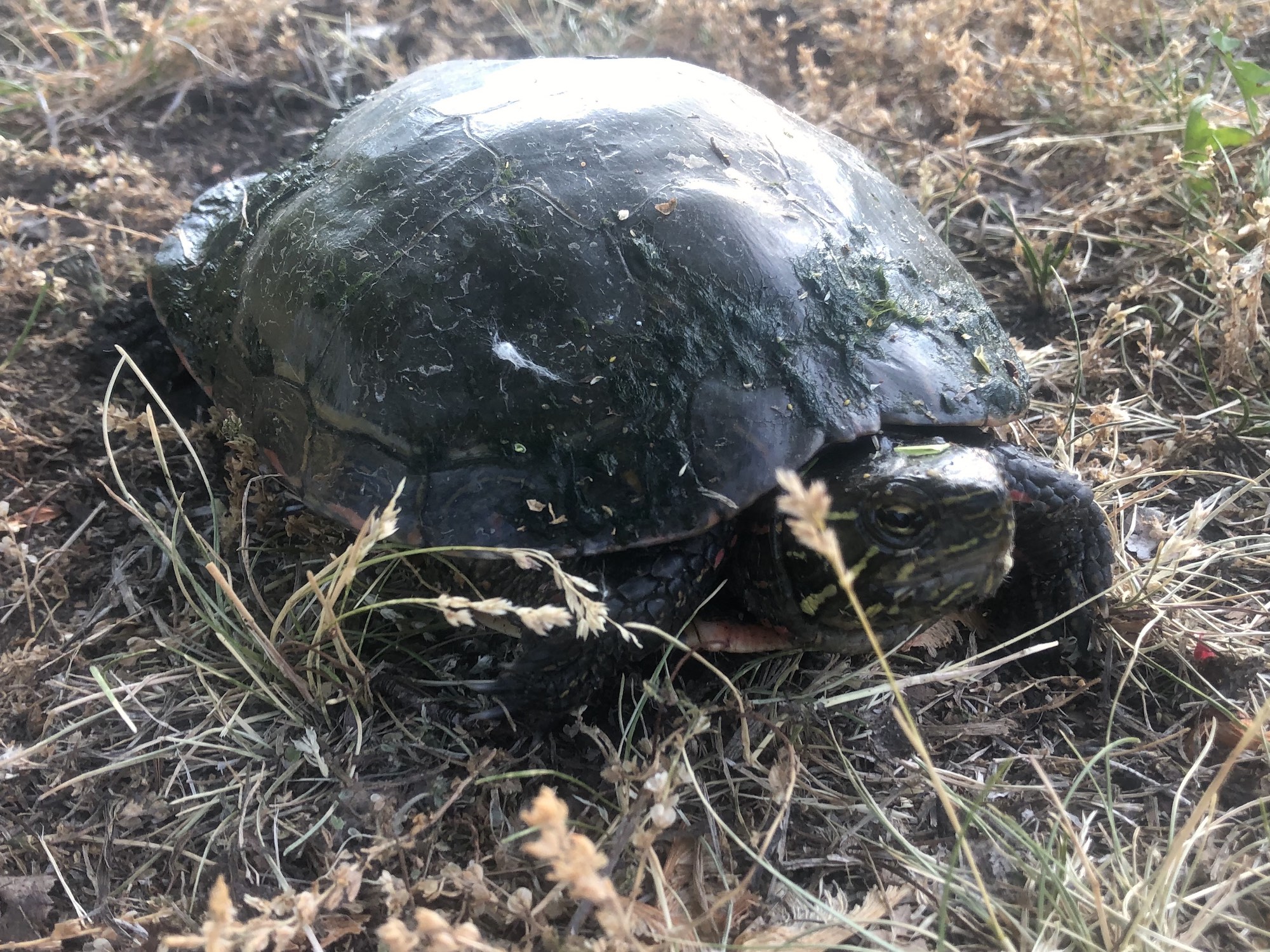 Painted Turtle laying eggs in E. Ray Stevens Aquatic Gardens in Madison, Wisconsin on June 10, 2021.