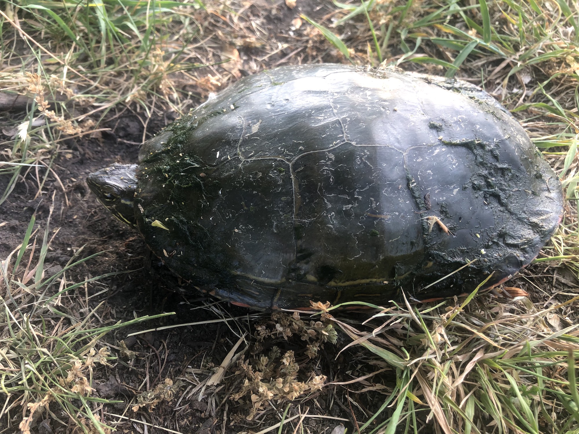 Painted Turtle laying eggs in E. Ray Stevens Aquatic Gardens in Madison, Wisconsin on June 10, 2021.