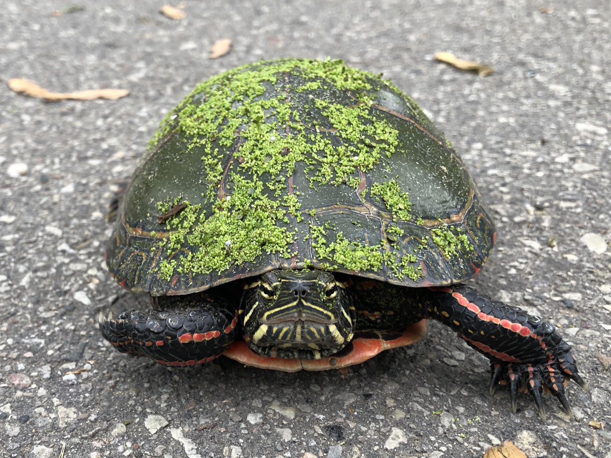 Painted Turtle on Woodrow Drive in Madison, Wisconsin on May 22, 2021.