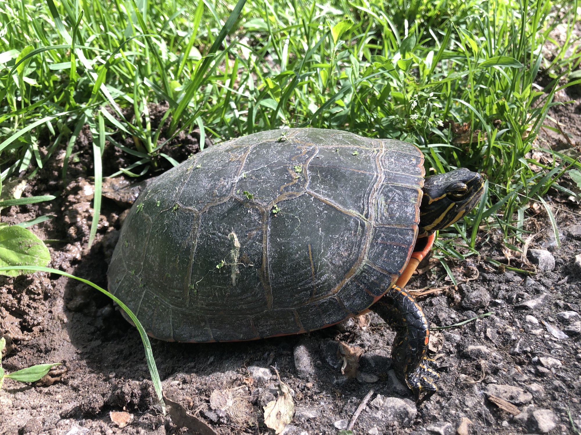 Painted Turtle laying eggs in Oak Savanna along bike path in Madison, Wisconsin on June 8, 2019.