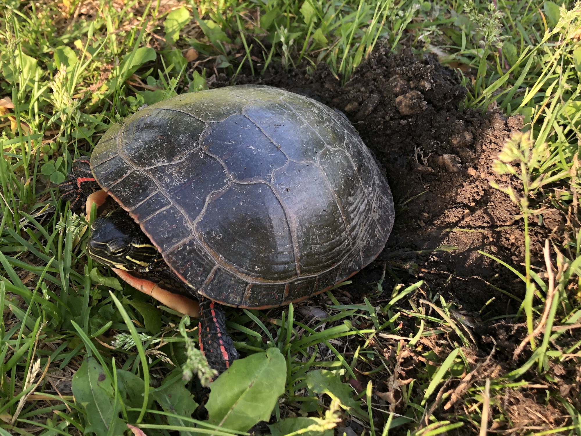 Painted Turtle laying eggs in E. Ray Stevens Aquatic Gardens in Madison, Wisconsin on June 9, 2022.
