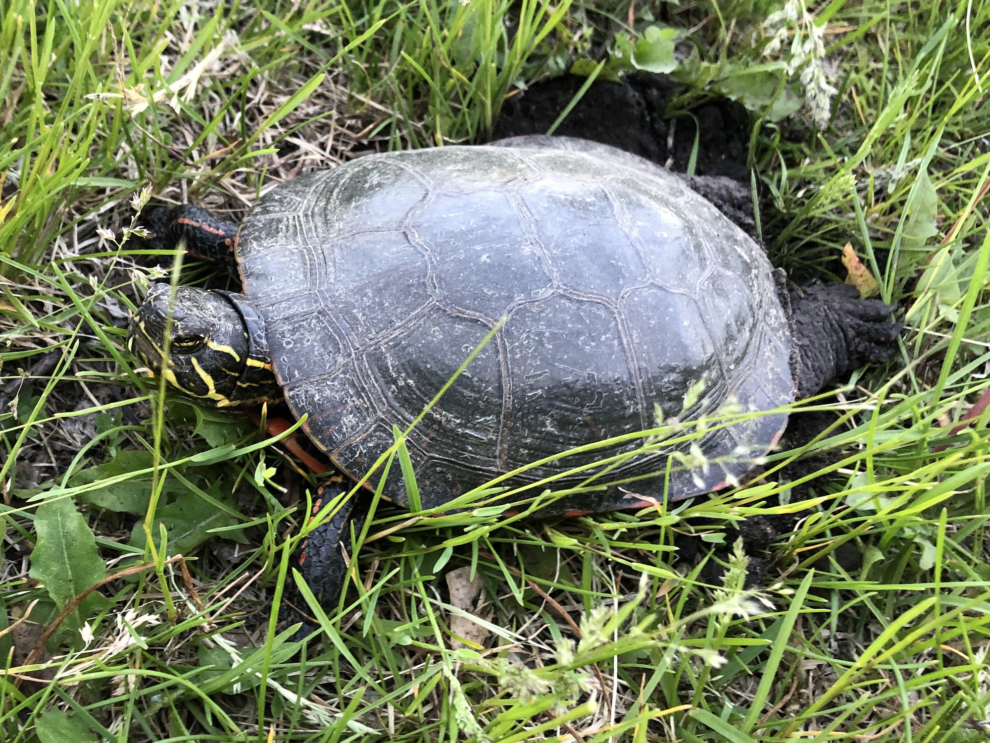 Painted Turtle laying eggs in E. Ray Stevens Aquatic Gardens in Madison, Wisconsin on June 3, 2022.