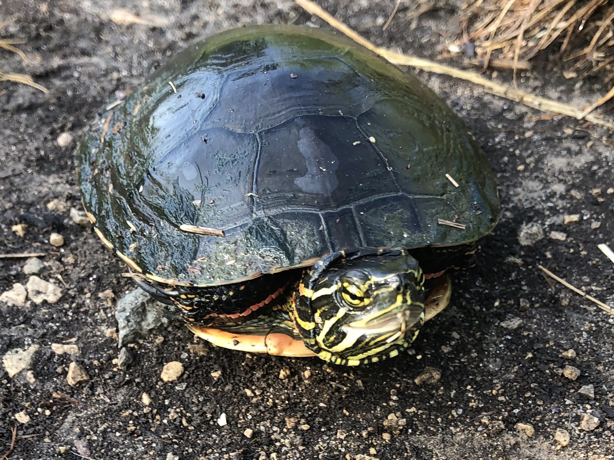 Painted Turtle by Marion Dunn Pond in Madison, Wisconsin on June 18, 2021.