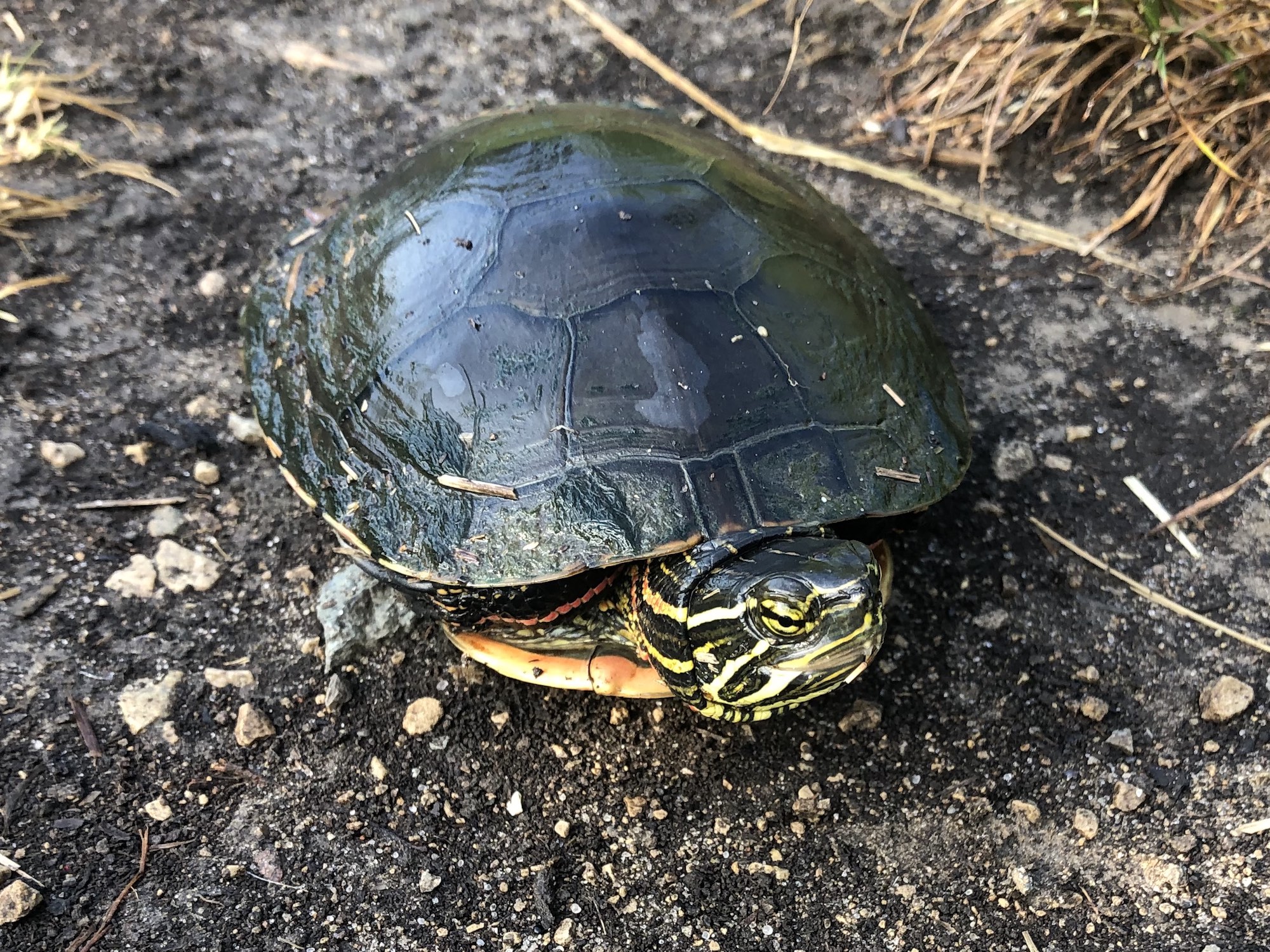 Painted Turtle by Marion Dunn Pond in Madison, Wisconsin on June 18, 2021.