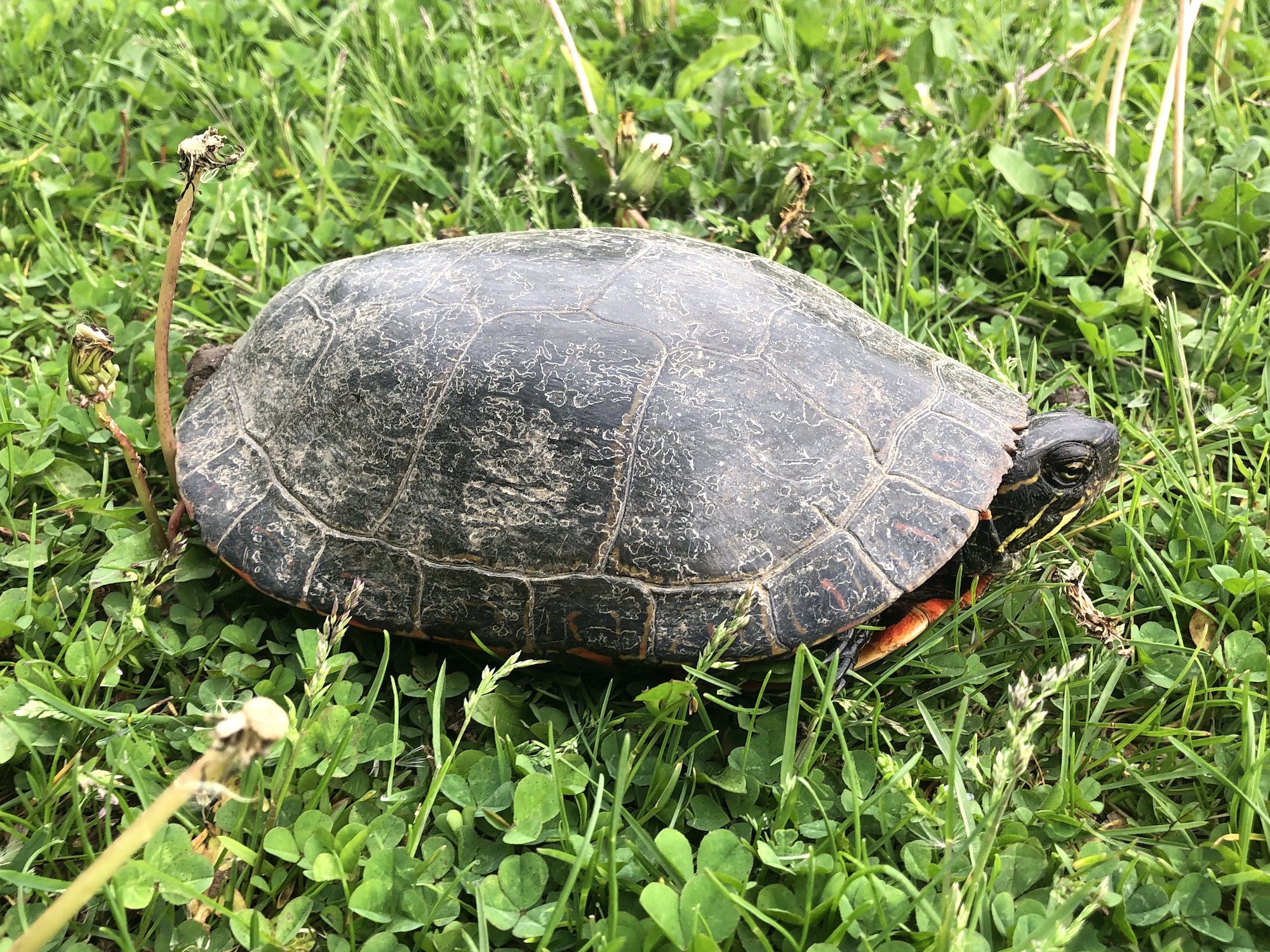 Painted Turtle in E. Ray Stevens Pond and Aquatic Gardens on corner of Manitou Way and Nakoma Road in Madison, Wisconsin on May 21, 2021.