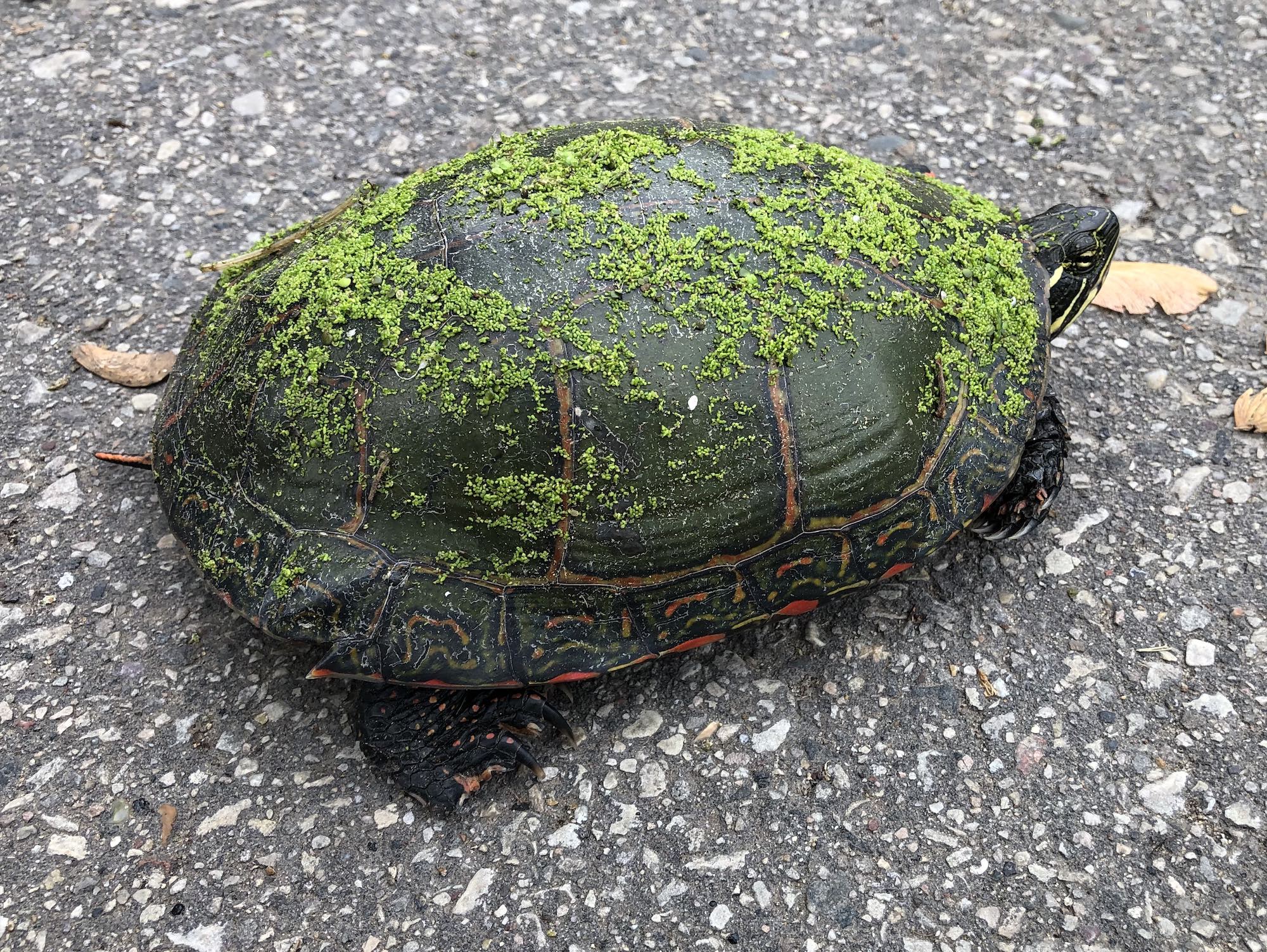 Painted Turtle on Woodrow Drive in Madison, Wisconsin on May 22, 2021.