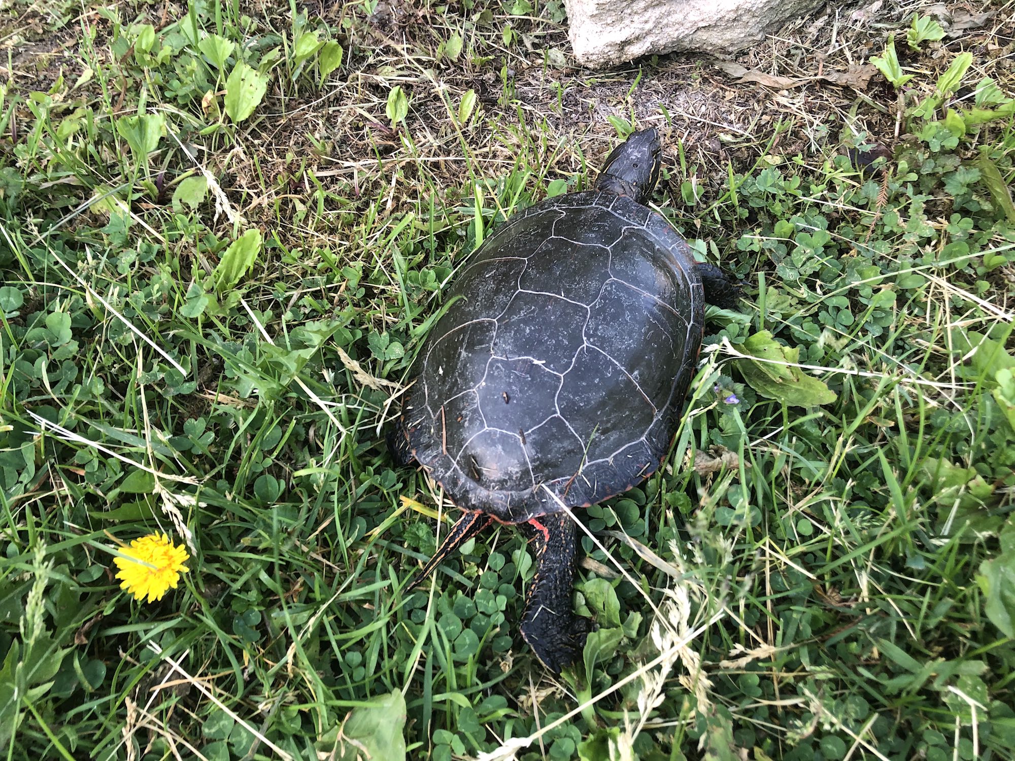 Painted Turtle in E. Ray Stevens Pond and Aquatic Gardens on corner of Manitou Way and Nakoma Road on June 2, 2020.