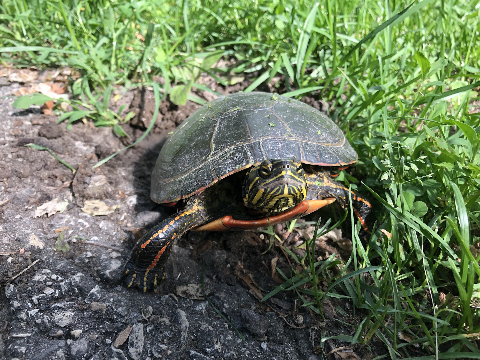 Painted Turtle laying eggs in Oak Savanna along bike path in Madison, Wisconsin on June 8, 2019.