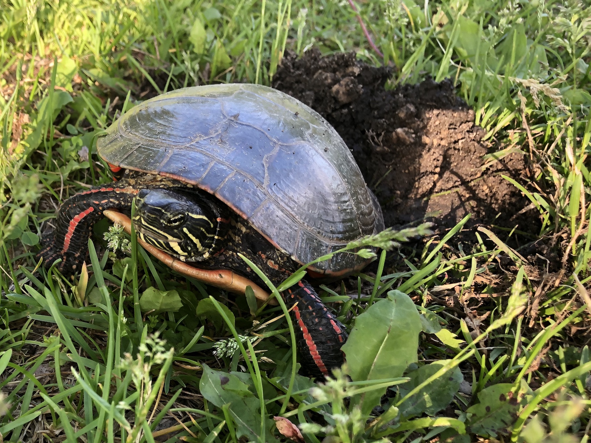 Painted Turtle laying eggs in E. Ray Stevens Aquatic Gardens in Madison, Wisconsin on June 9, 2022.