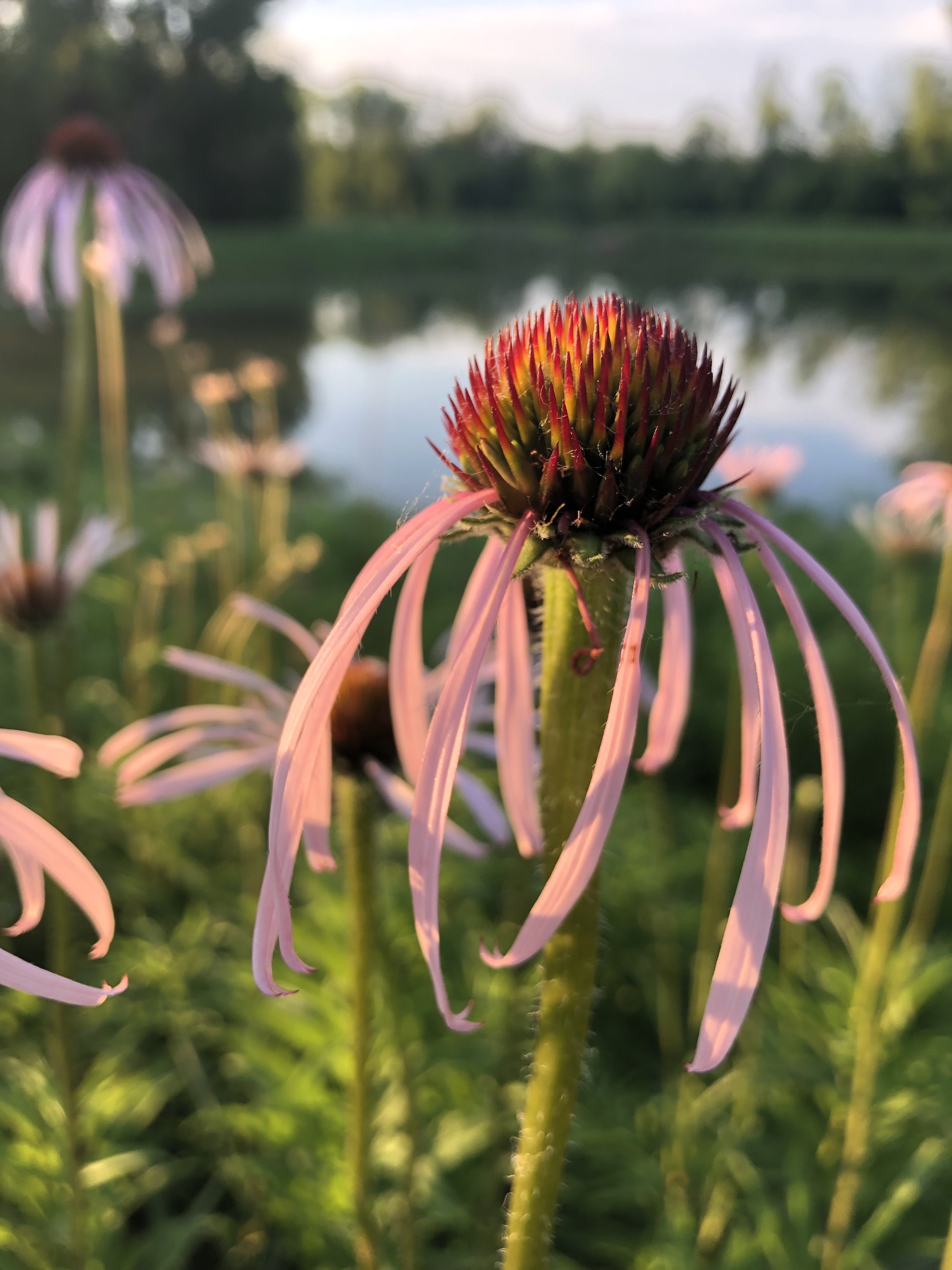 Pale purple coneflower on bank of Retaining Pond on corner of Nakoma Road and Manitou Way on June 8, 202.