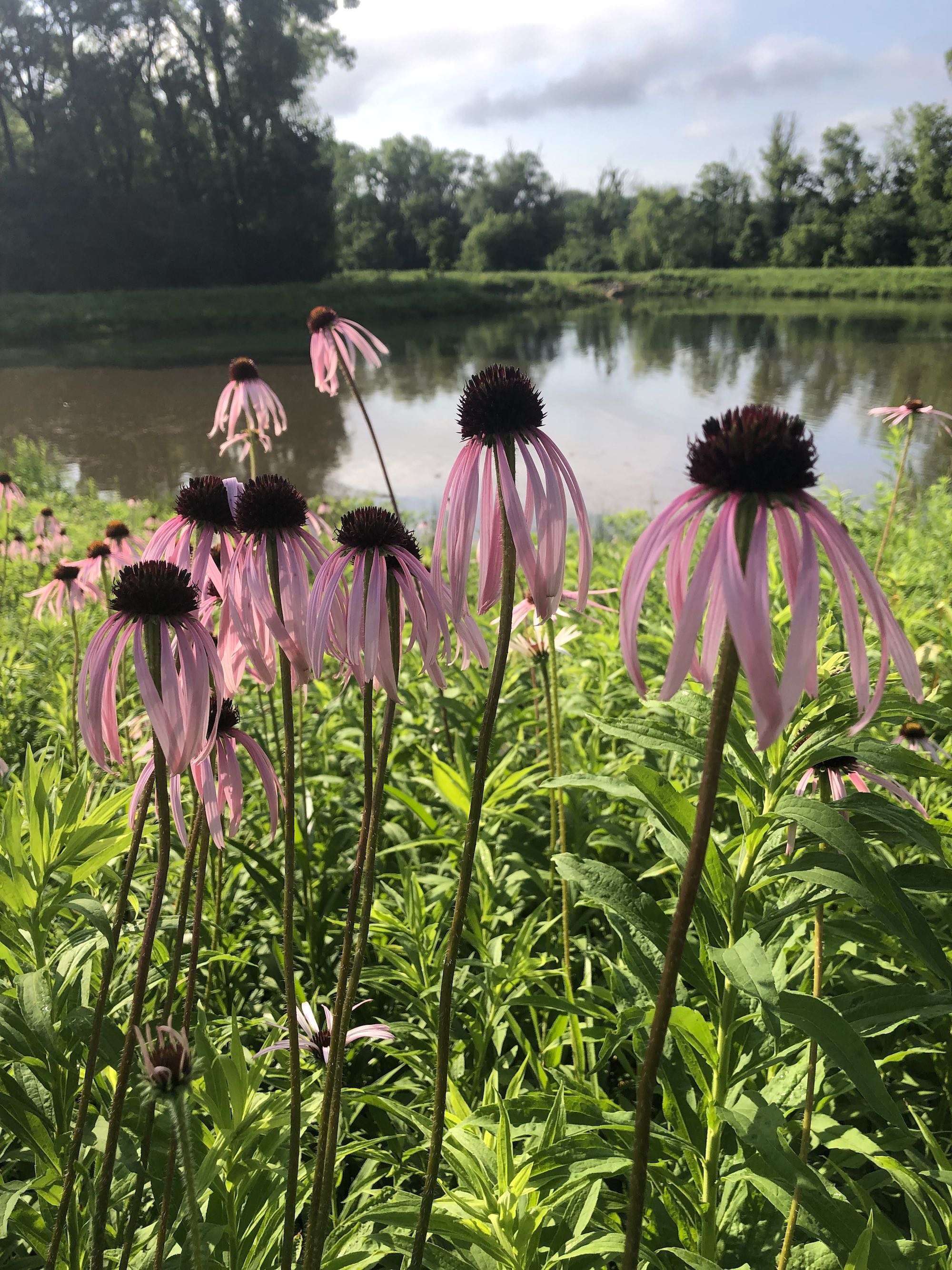 Pale purple coneflower on bank of Retaining Pond on corner of Nakoma Road and Manitou Way on June 18, 2021.