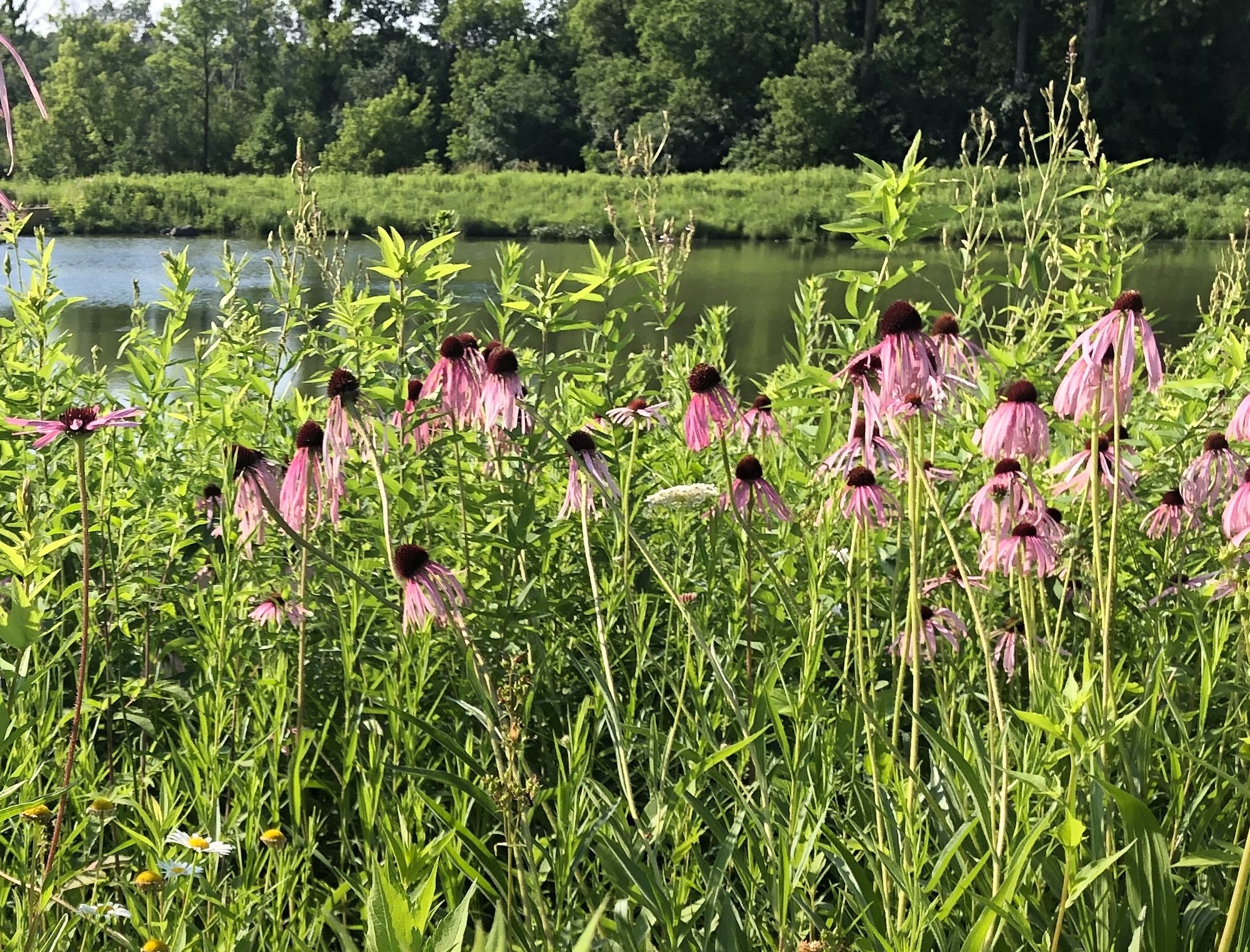 Pale purple coneflower on bank of Retaining Pond on corner of Nakoma Road and Manitou Way on July 8, 2019.