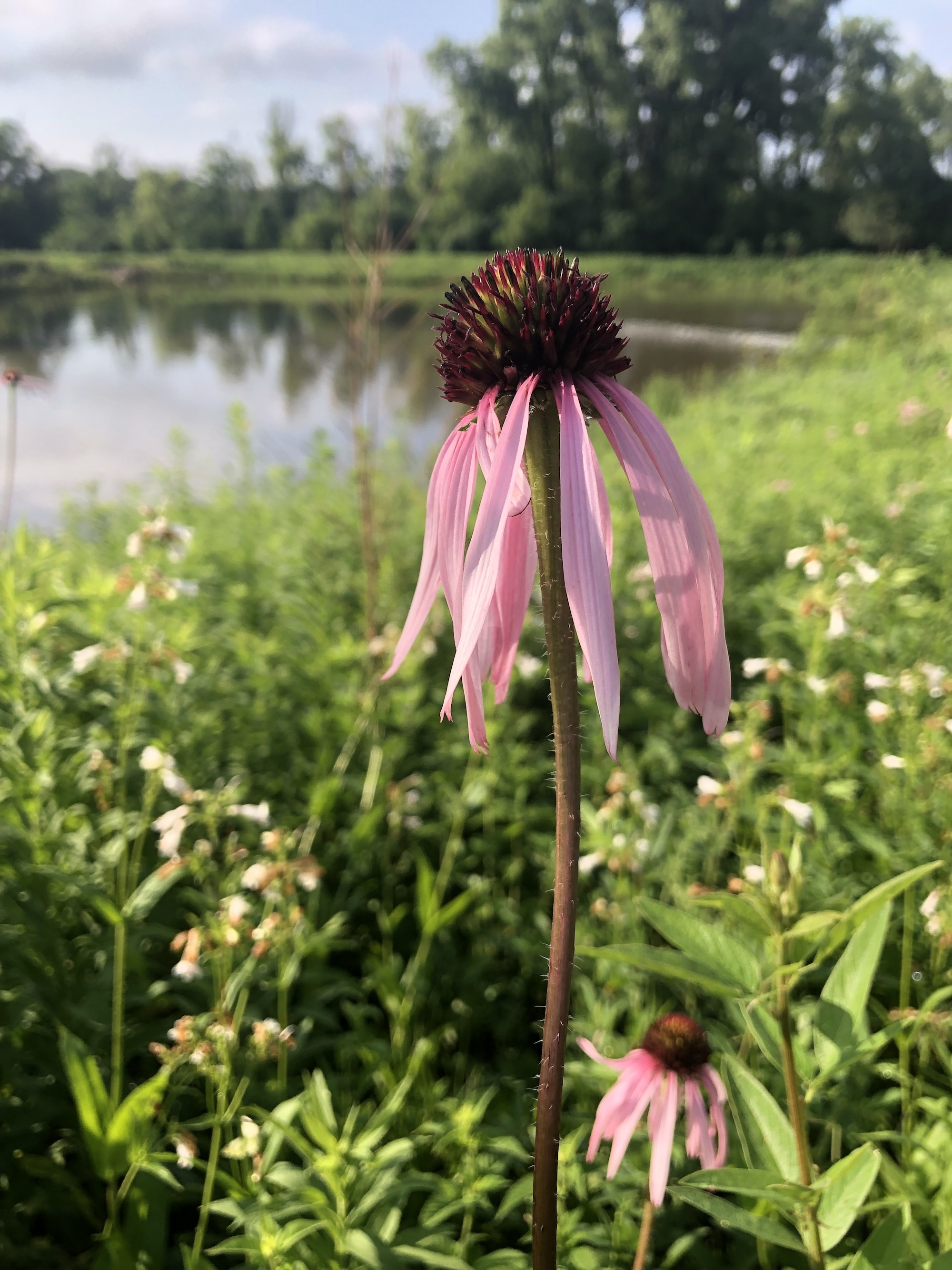 Pale purple coneflower on bank of Retaining Pond on corner of Nakoma Road and Manitou Way on June 18, 2021.