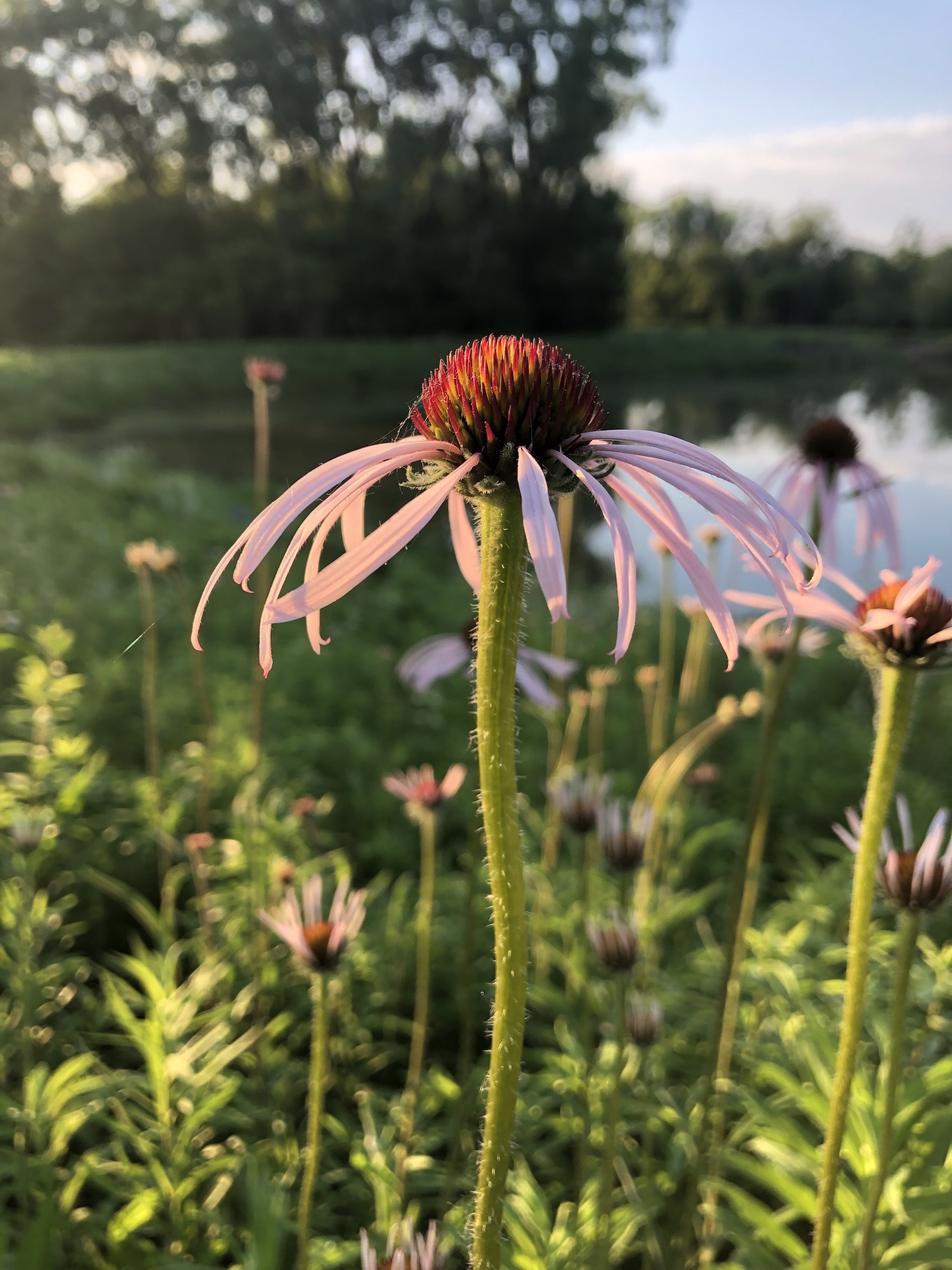 Pale purple coneflower on bank of Retaining Pond on corner of Nakoma Road and Manitou Way on June 8, 202.