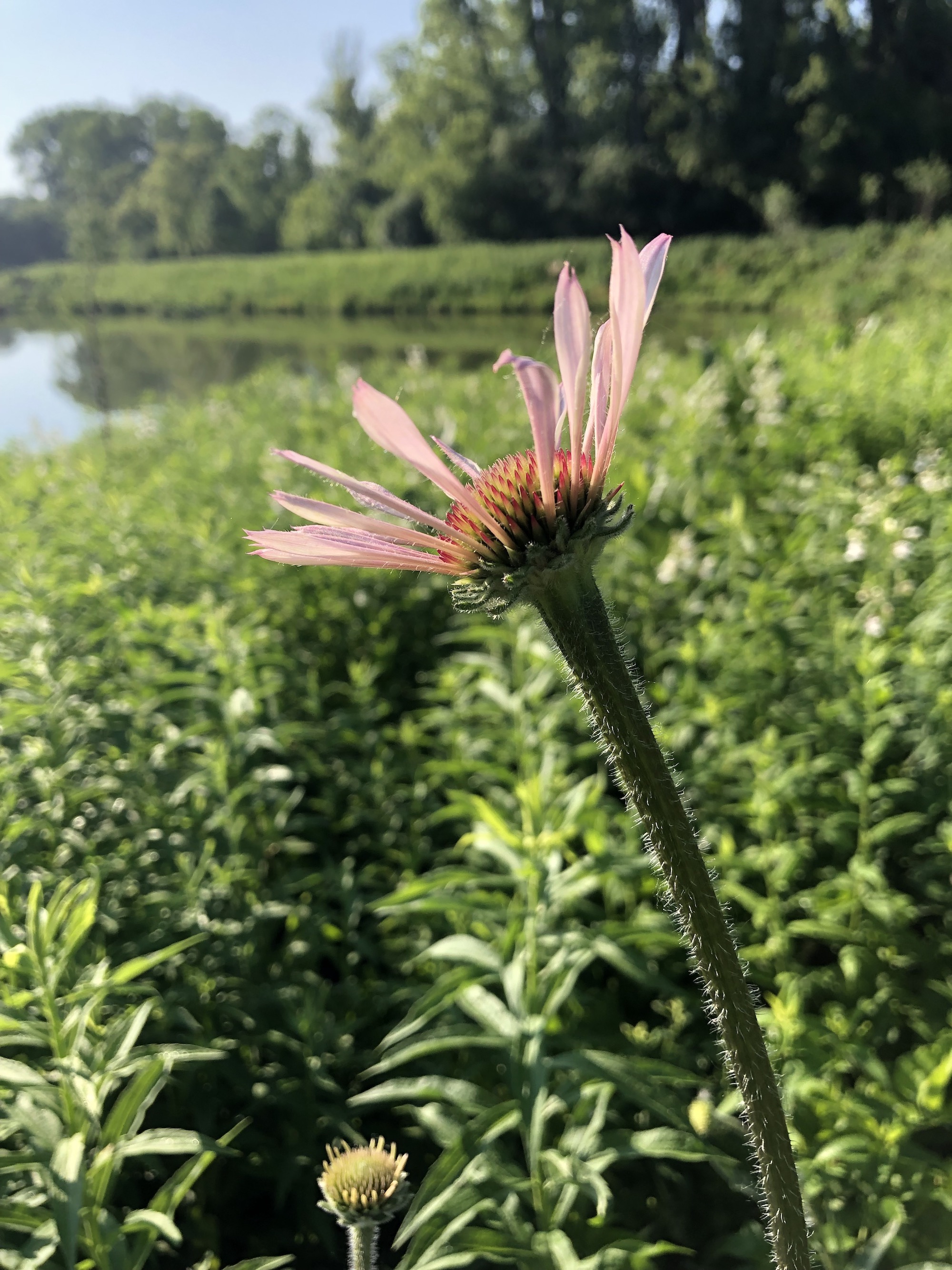 Pale purple coneflower on bank of Retaining Pond on corner of Nakoma Road and Manitou Way on June 9, 2021.