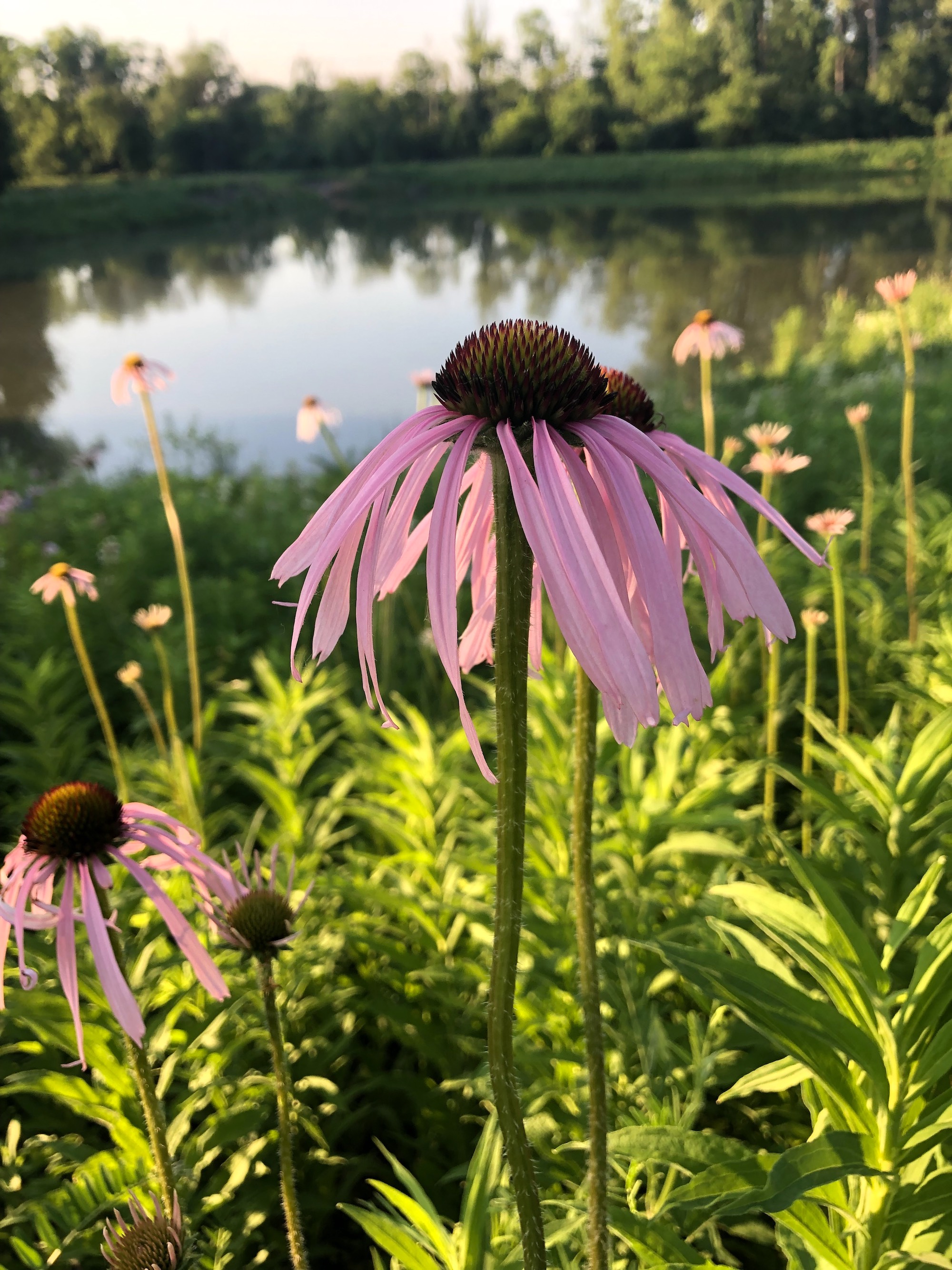 Pale purple coneflower on bank of Retaining Pond on corner of Nakoma Road and Manitou Way on June 11, 202.