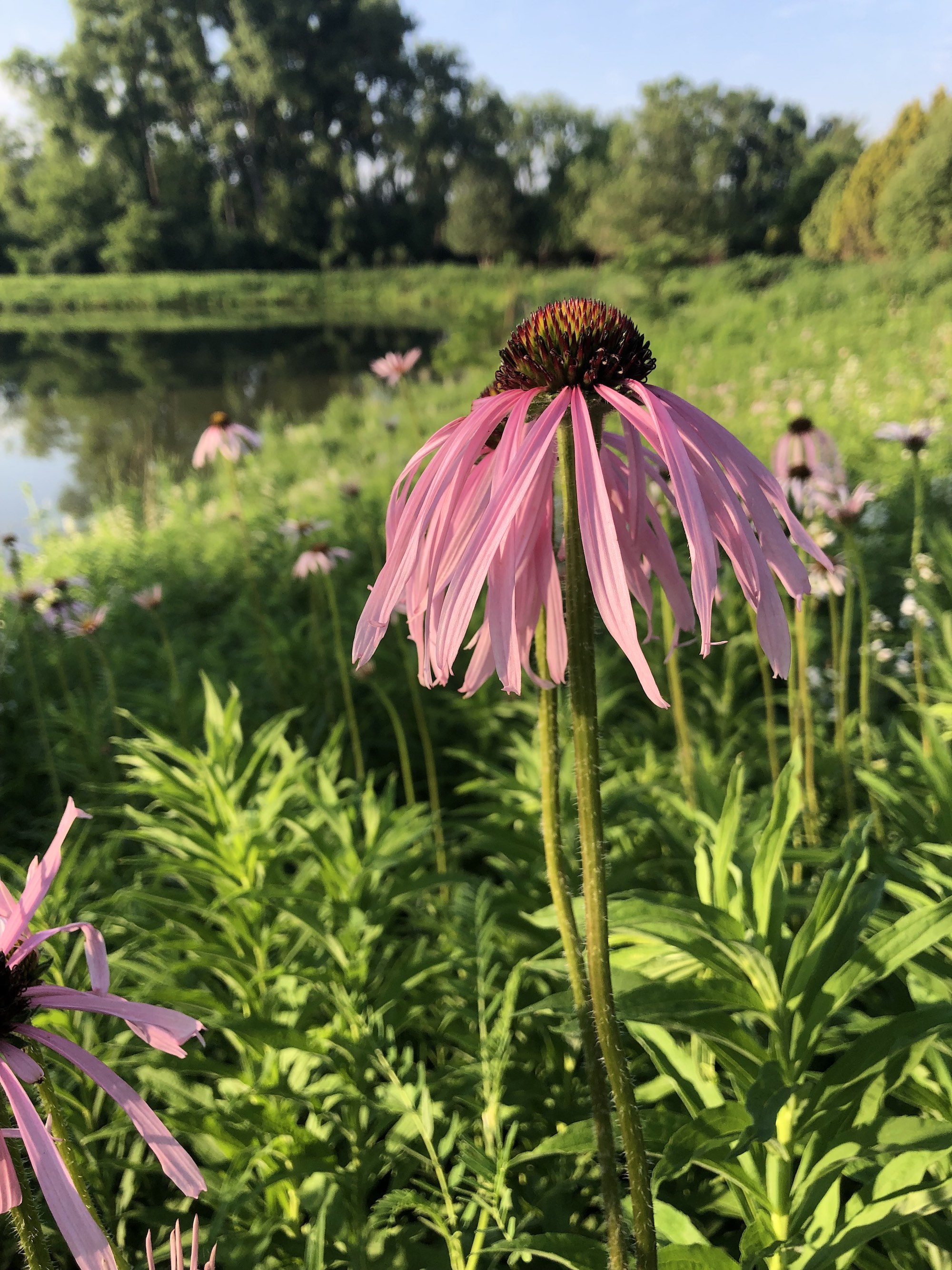 Pale purple coneflower on bank of Retaining Pond on corner of Nakoma Road and Manitou Way on June 12, 2021.