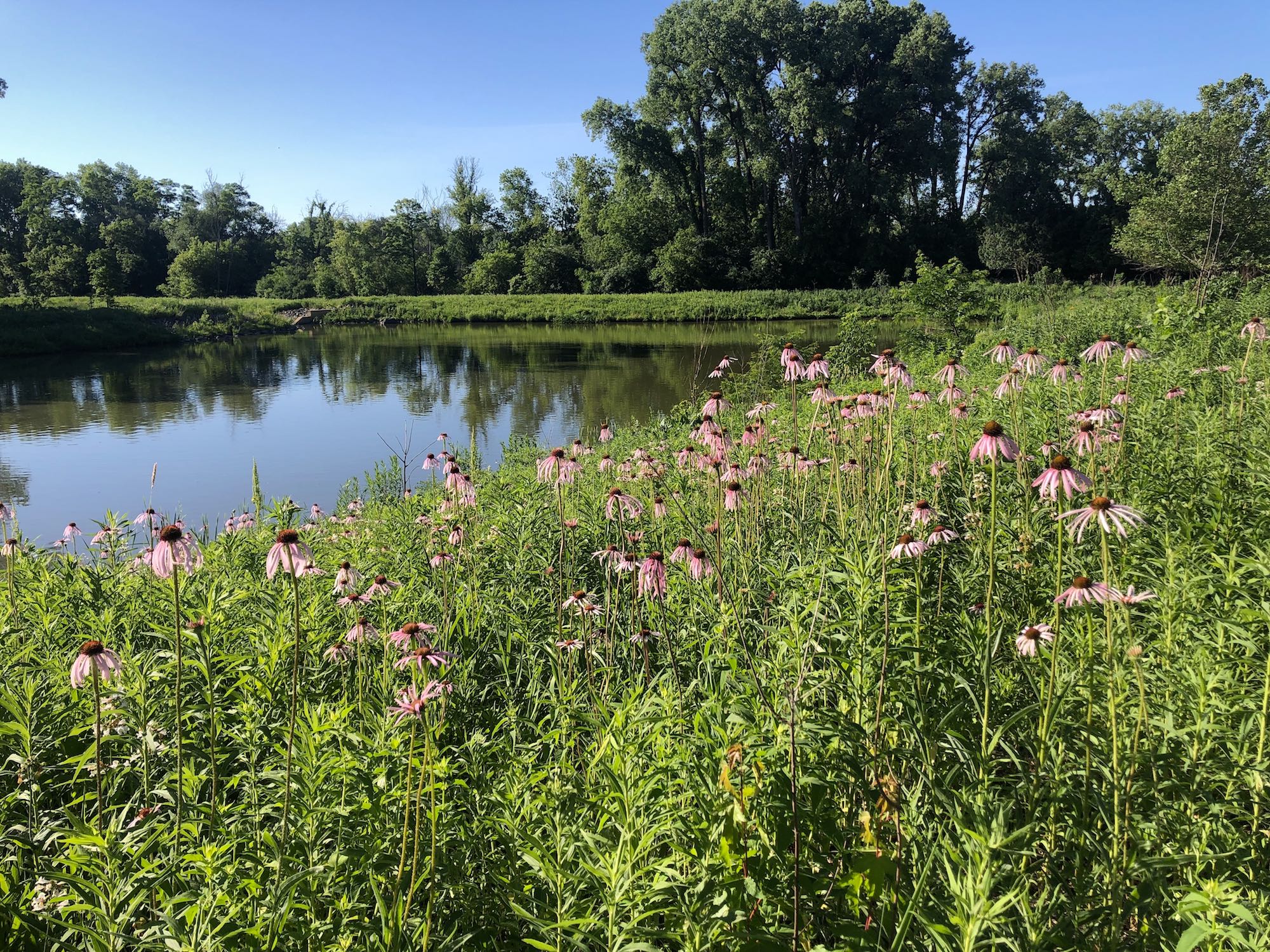 Pale purple coneflower on bank of Retaining Pond on corner of Nakoma Road and Manitou Way on June 16, 2021.