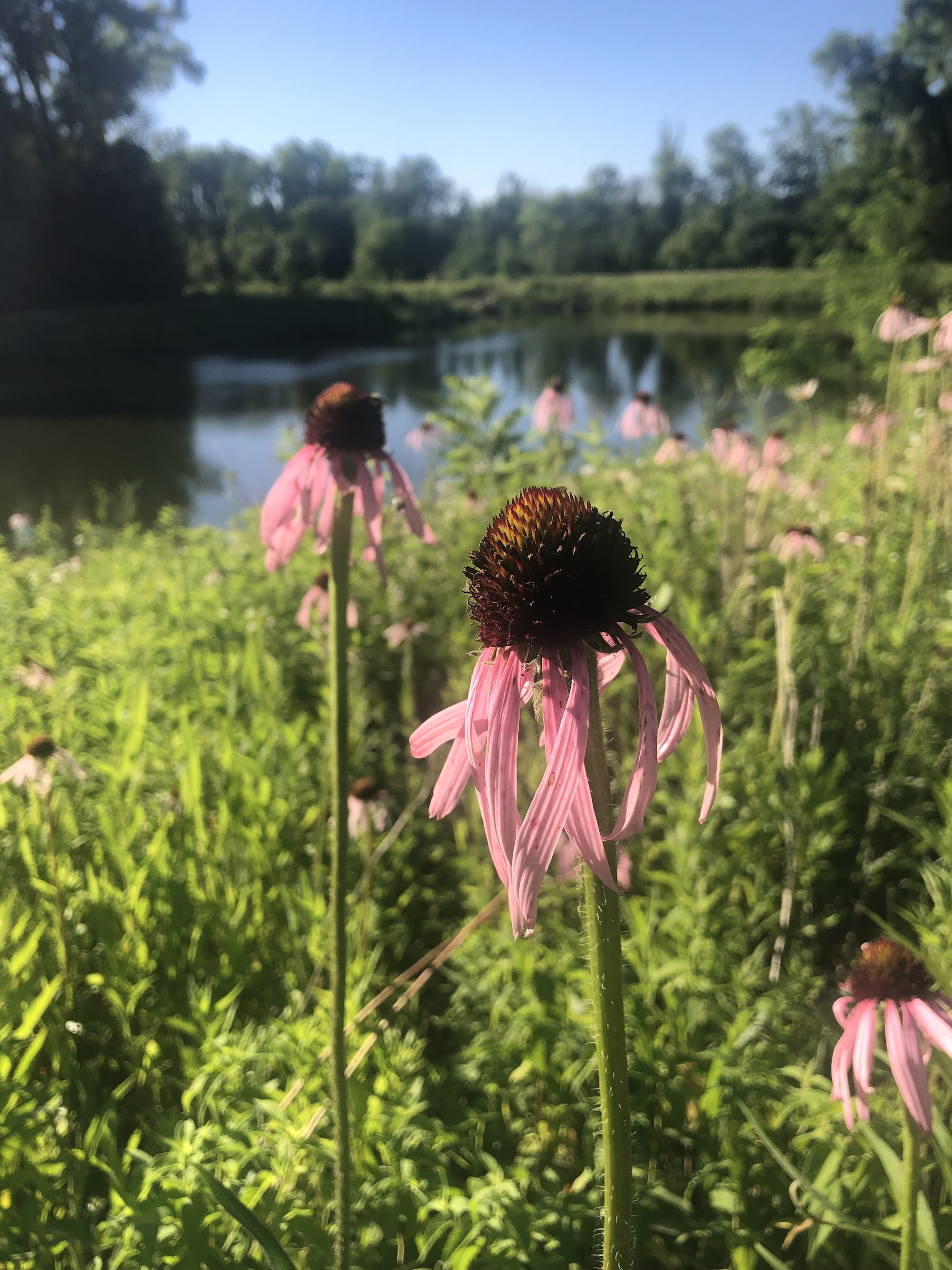 Pale purple coneflower on bank of Retaining Pond on corner of Nakoma Road and Manitou Way on June 26, 2022.
