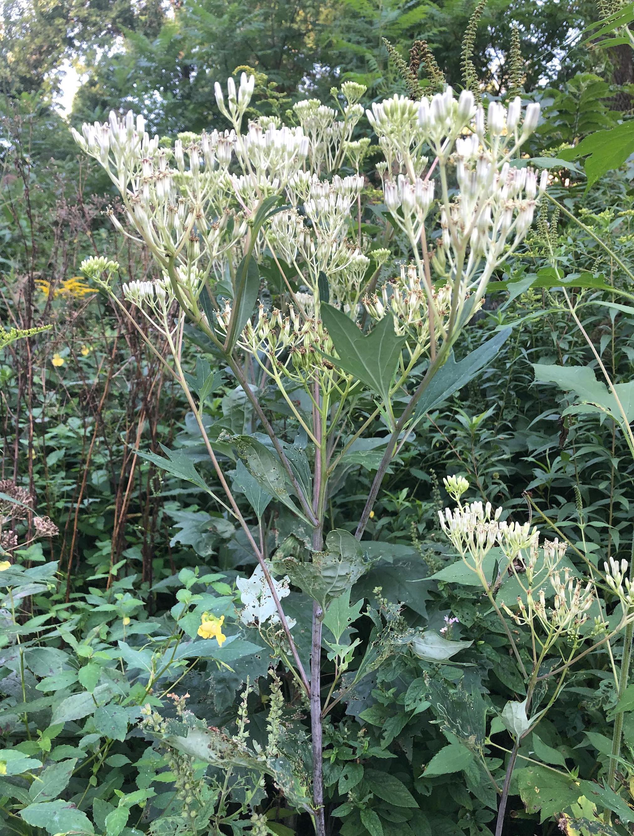 Pale Indian Plantain in Oak Savanna in Madison, Wisconsin on August 23, 2019.