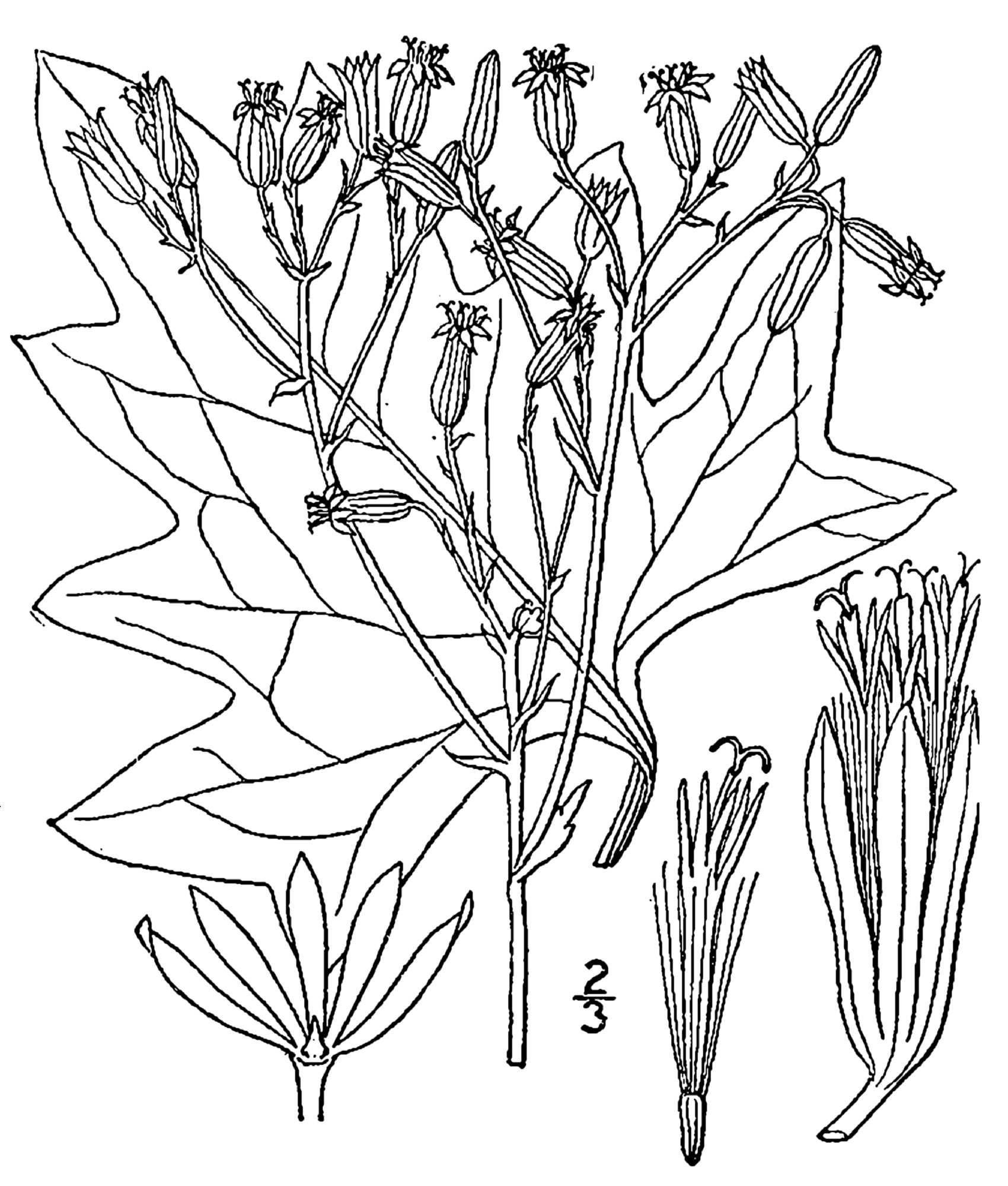 1913 Pale Indian Plantain illustration.