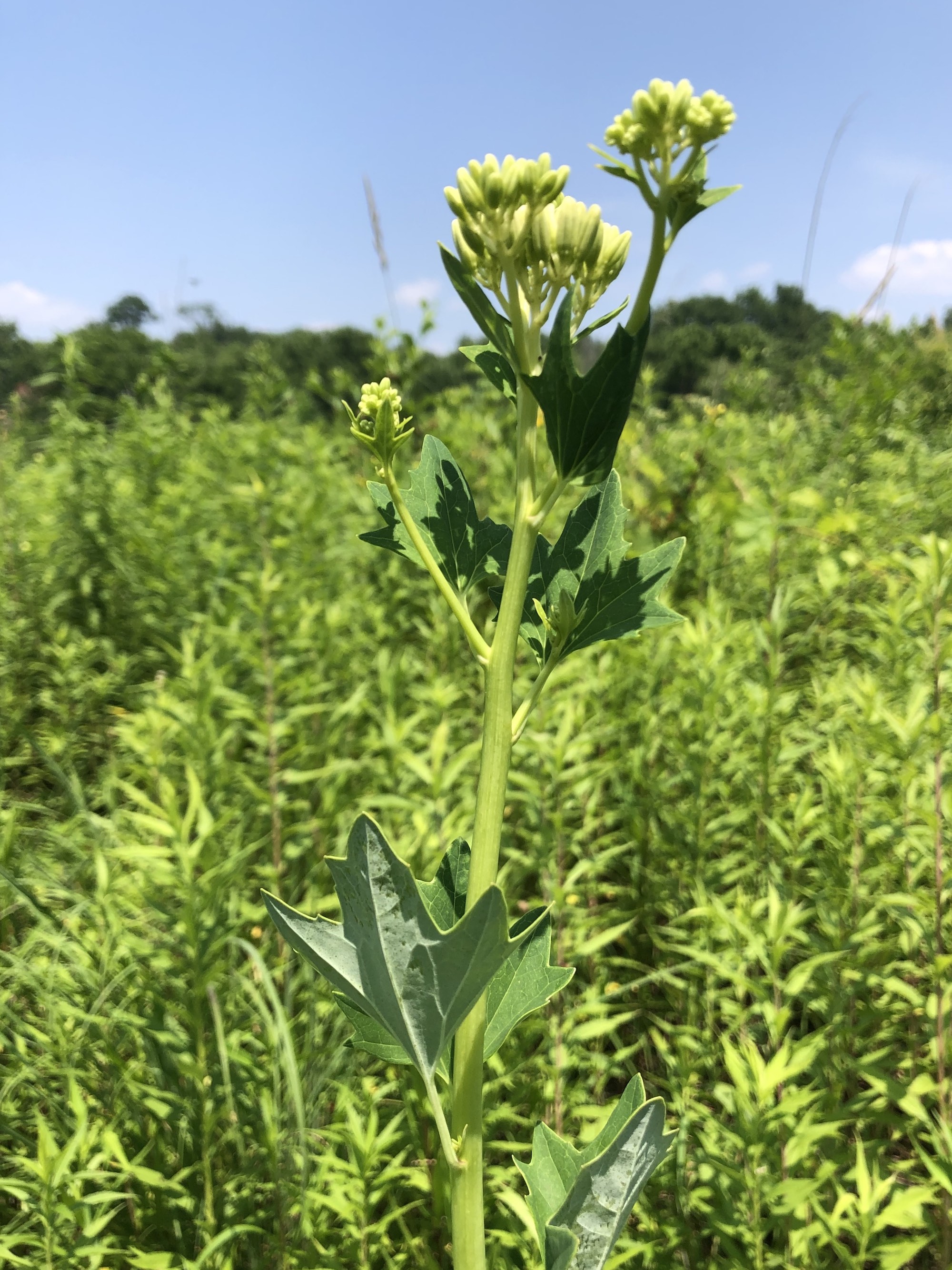 Pale Indian Plantain in Marion Dunn Prairie in Madison, Wisconsin on August 20, 2019.
