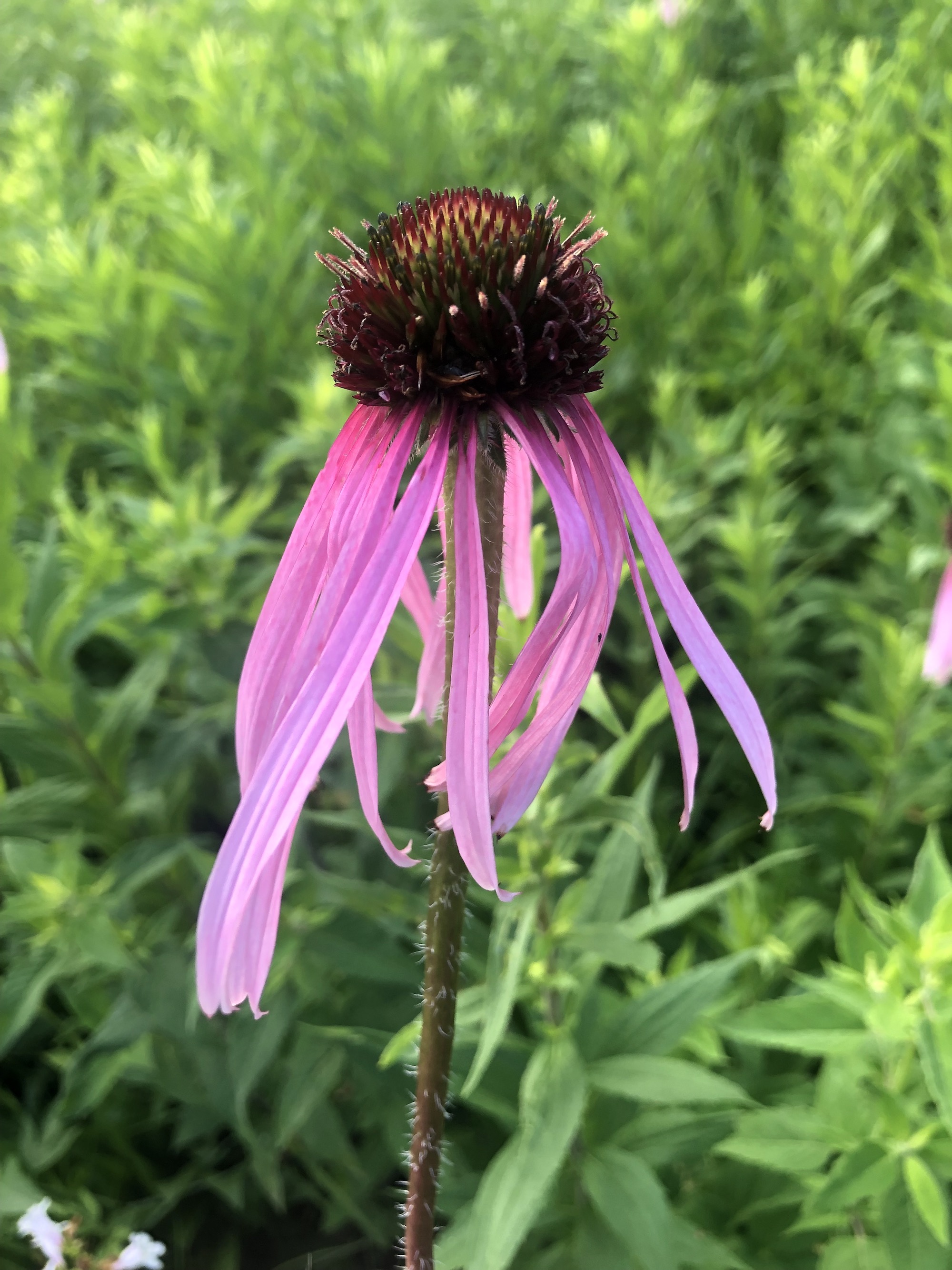 Pale purple coneflower on bank of Retaining Pond on corner of Nakoma Road and Manitou Way on June 21, 2021.