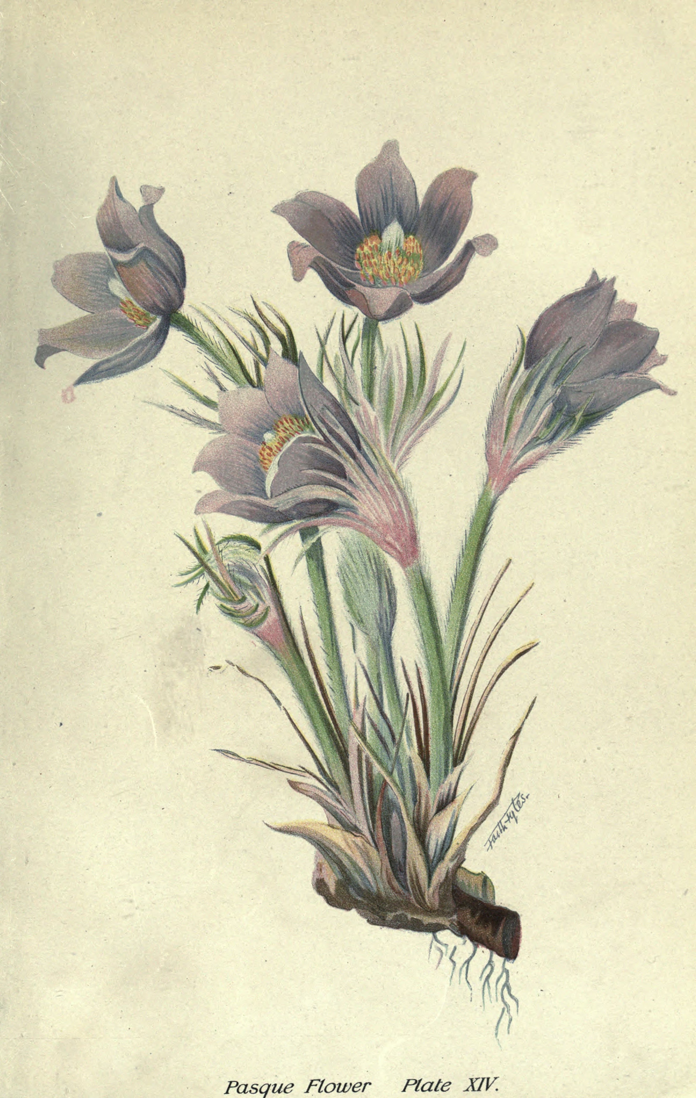 1920 Pasque flower botanical illustration.