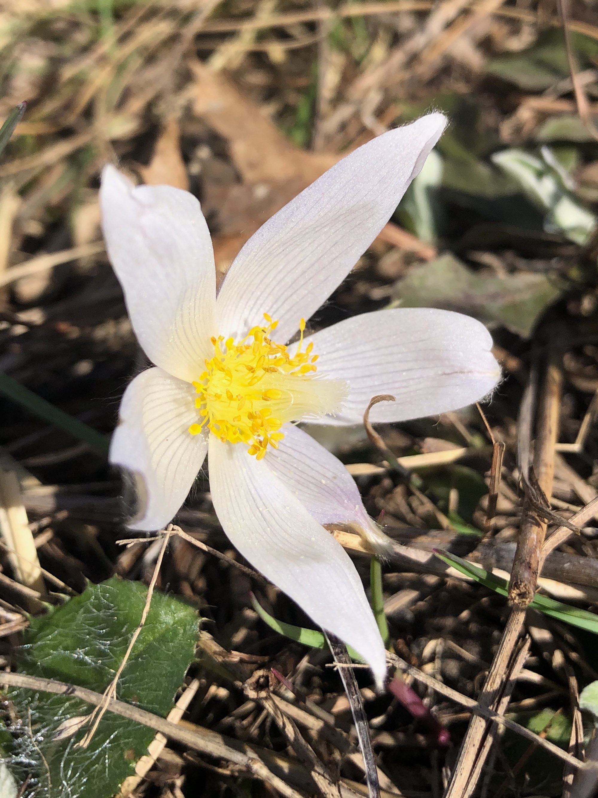 Pasque flower on Pasque Flower Hill near East Raymond Road Park in Madison, Wisconsin on April 16, 2021.