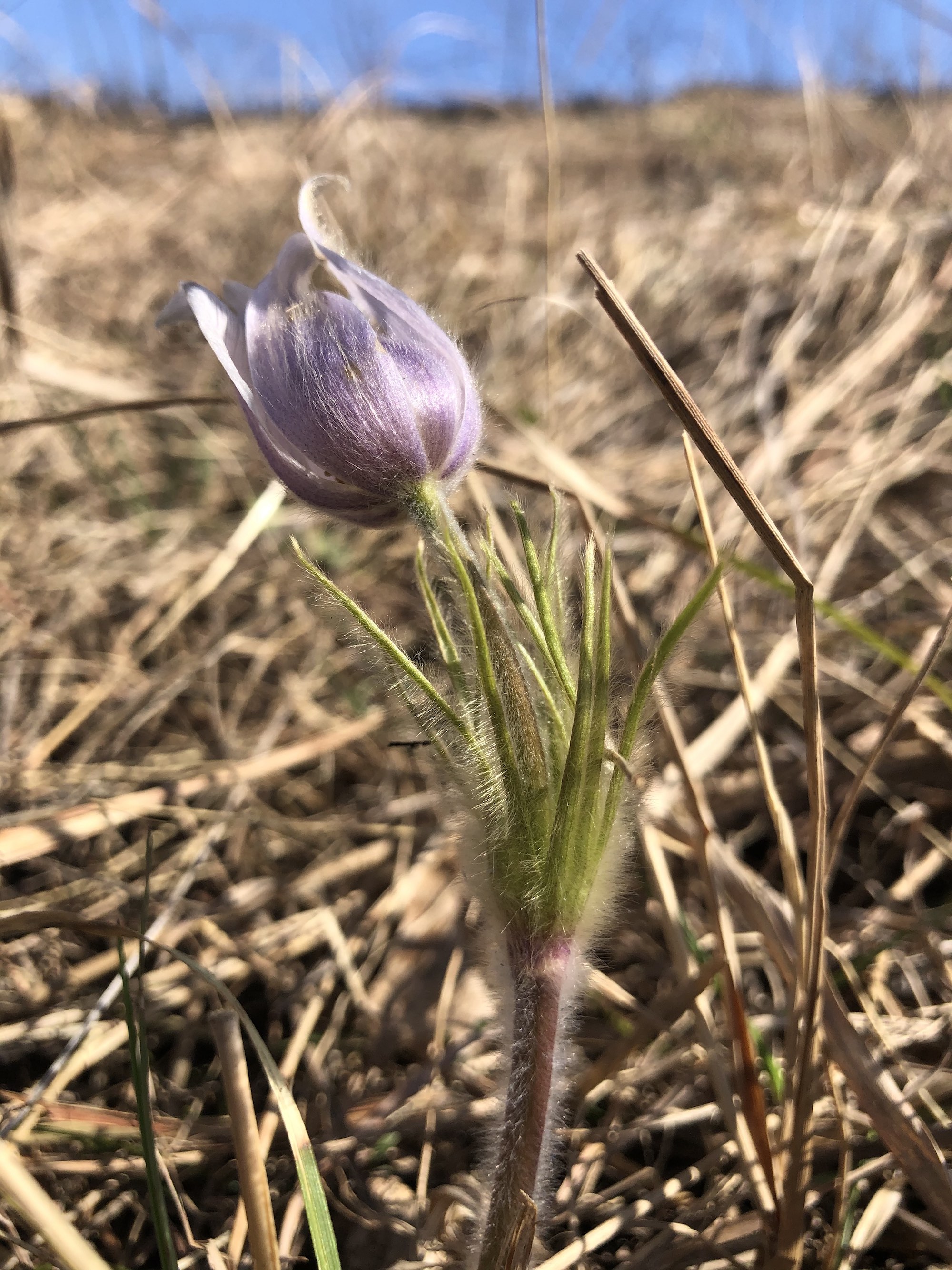 Pasque flower on Pasque Flower Hill near East Raymond Road Park in Madison, Wisconsin on April 16, 2021.