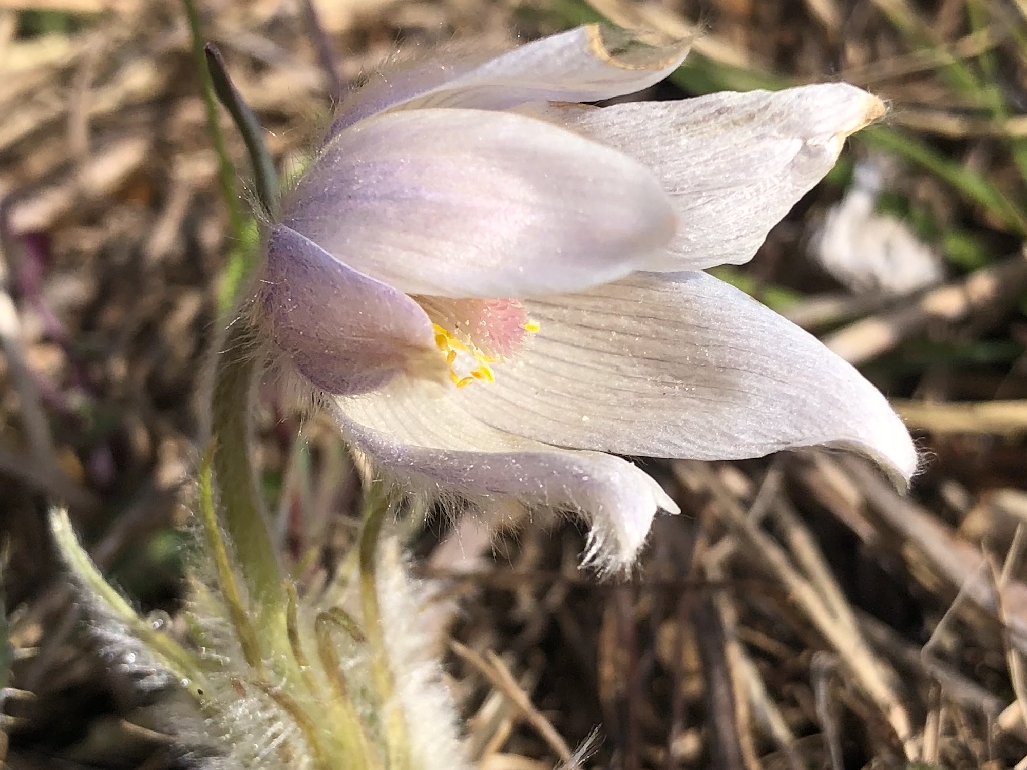 Pasque flower on Pasque Flower Hill near East Raymond Road Park in Madison, Wisconsin on April 21, 2021.