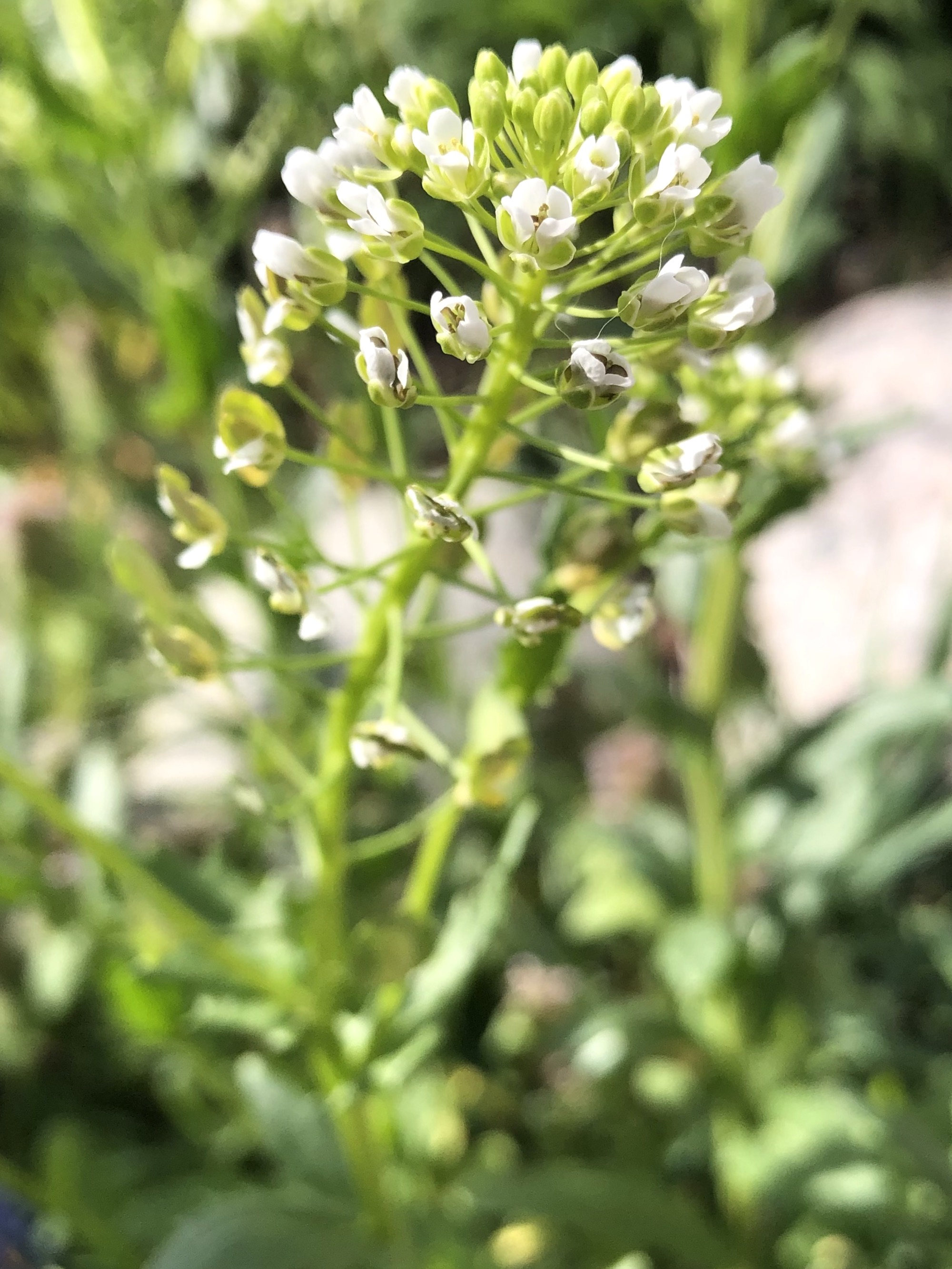 Field Pennycress near retaining pond on corner of Manitou Way and Nakoma Road in Madison, Wisconsin on May 4, 2021.