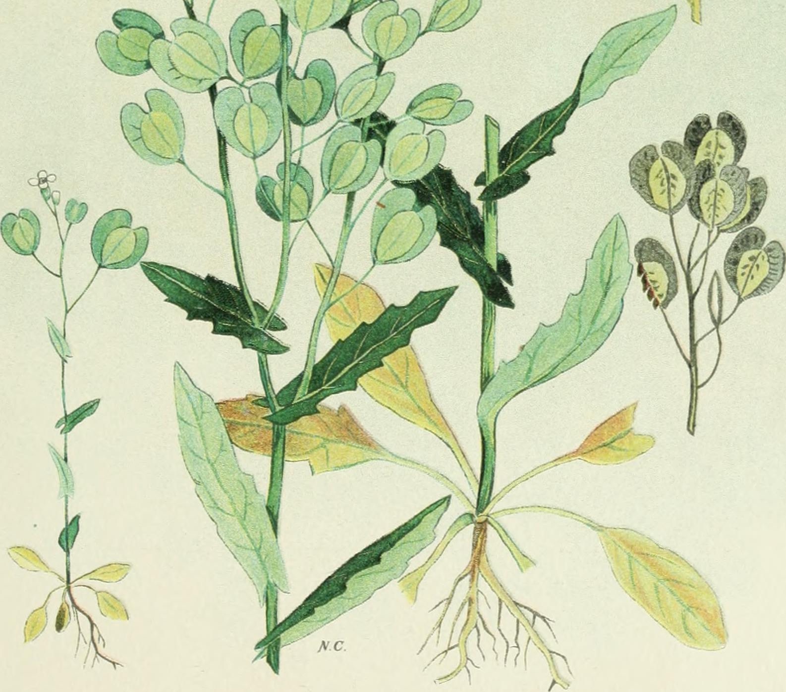 1906 Field Pennycress botanical illustration.