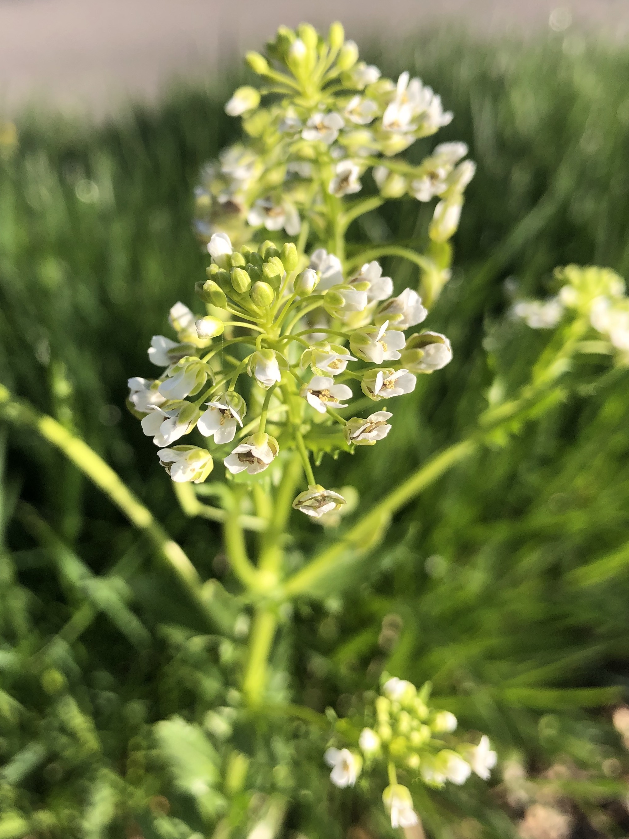 Field Pennycress next to sidewalk on Monroe Street in Madison, Wisconsin on May 8, 2021.