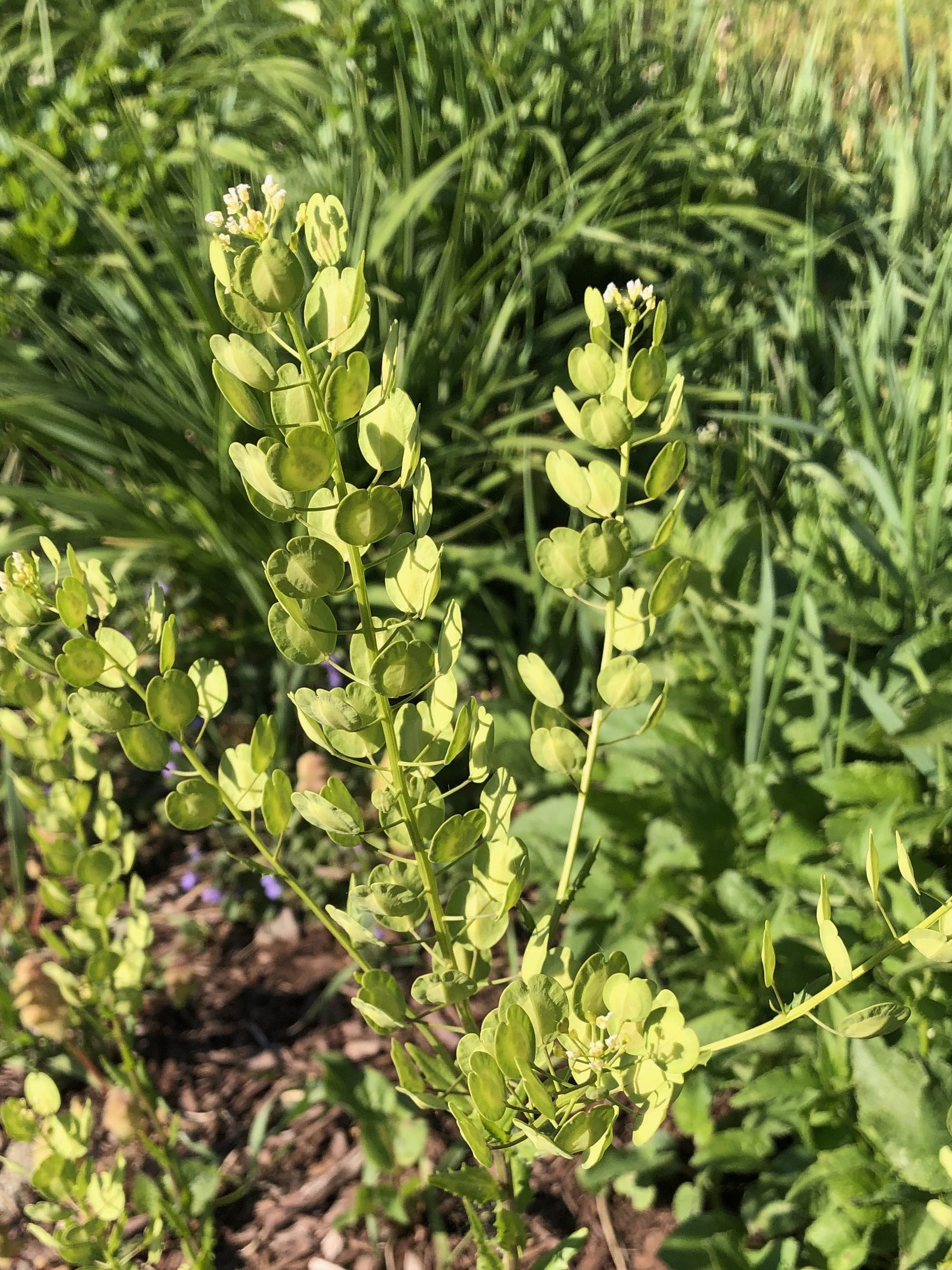 Field Pennycress near retaining pond on corner of Manitou Way and Nakoma Road in Madison, Wisconsin on May 14, 2021.
