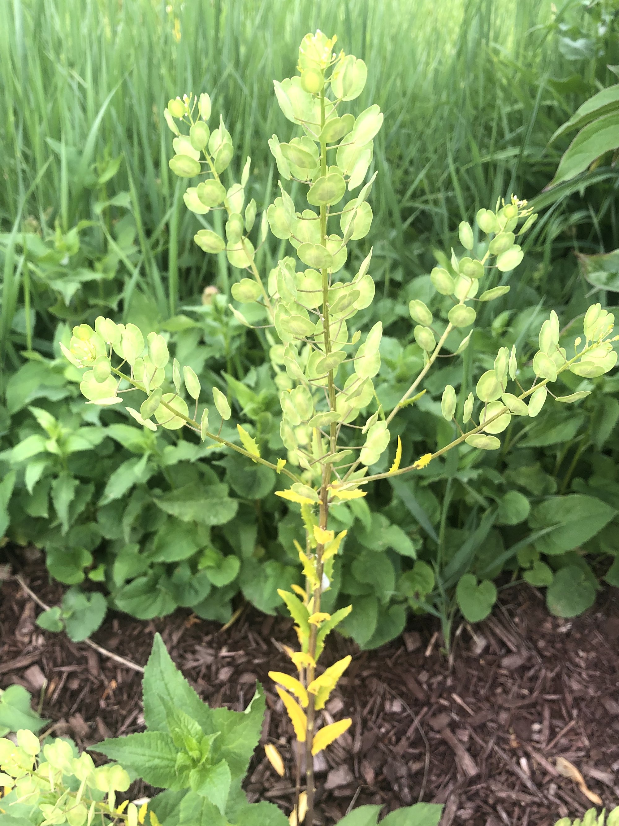 Field Pennycress leaves near retaining pond on corner of Manitou Way and Nakoma Road in Madison, Wisconsin on May 21, 2021.