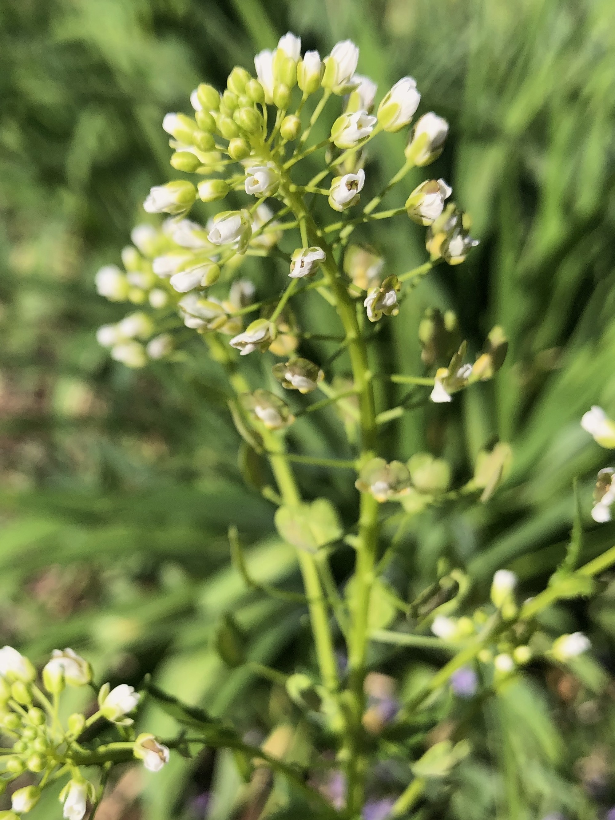 Field Pennycress near retaining pond on corner of Manitou Way and Nakoma Road in Madison, Wisconsin on May 5, 2021.