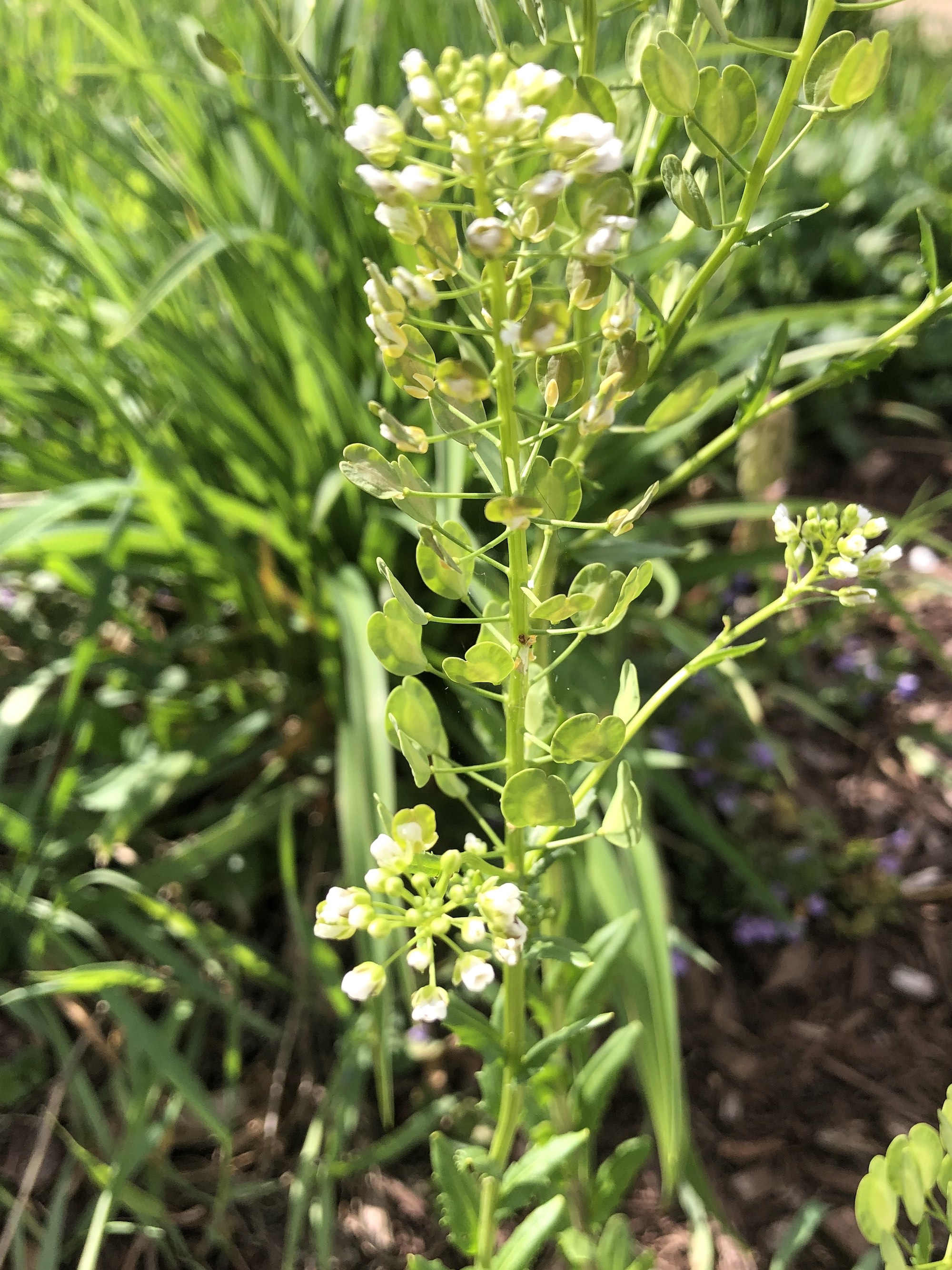 Field Pennycress near retaining pond on corner of Manitou Way and Nakoma Road in Madison, Wisconsin on May 4, 2021.