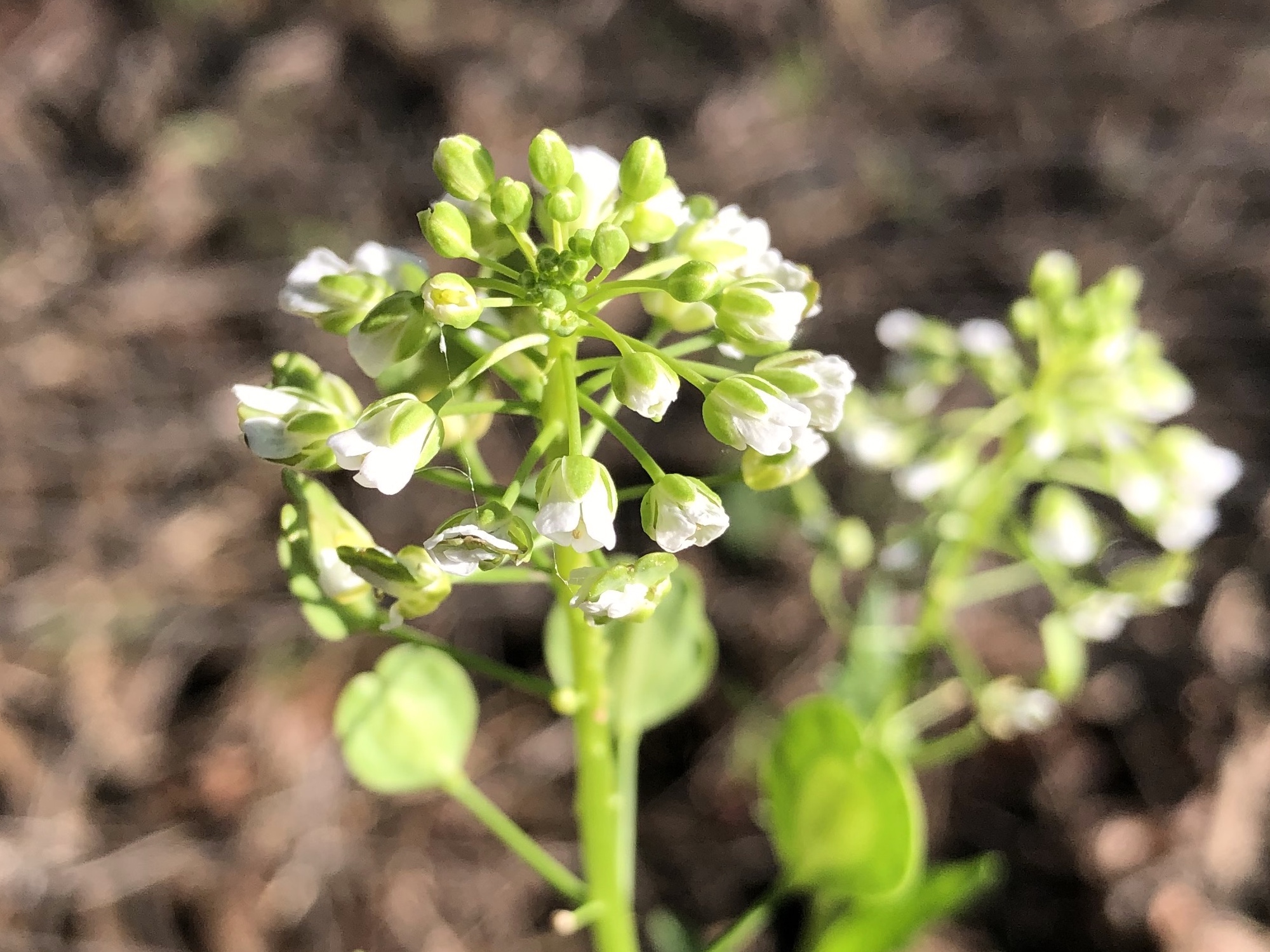 Field Pennycress next to playground in Wingra Park in Madison, Wisconsin on May 5, 2021.