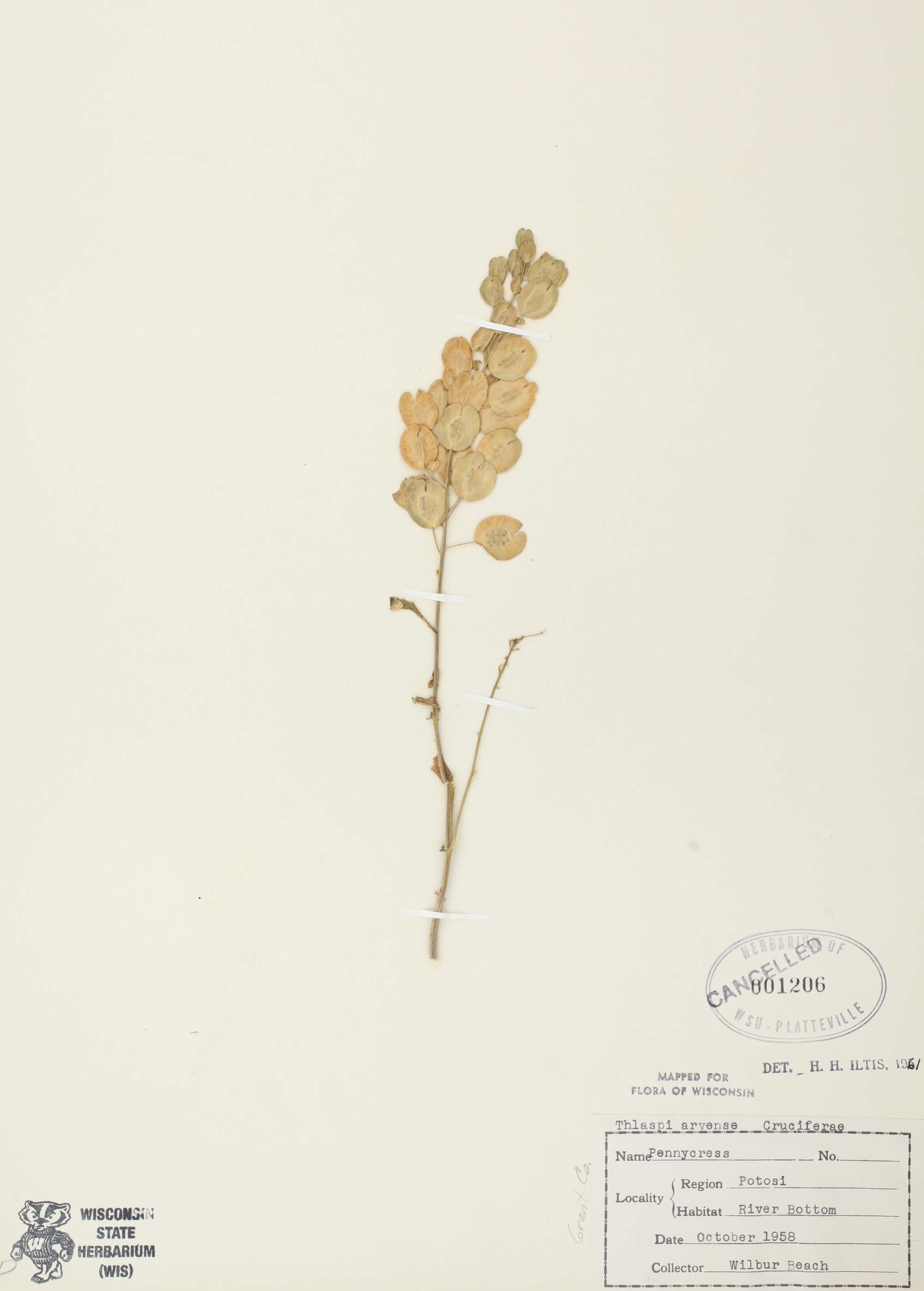Field Pennycress specimen collected on October 1958 near Potosi, Wisconsin.