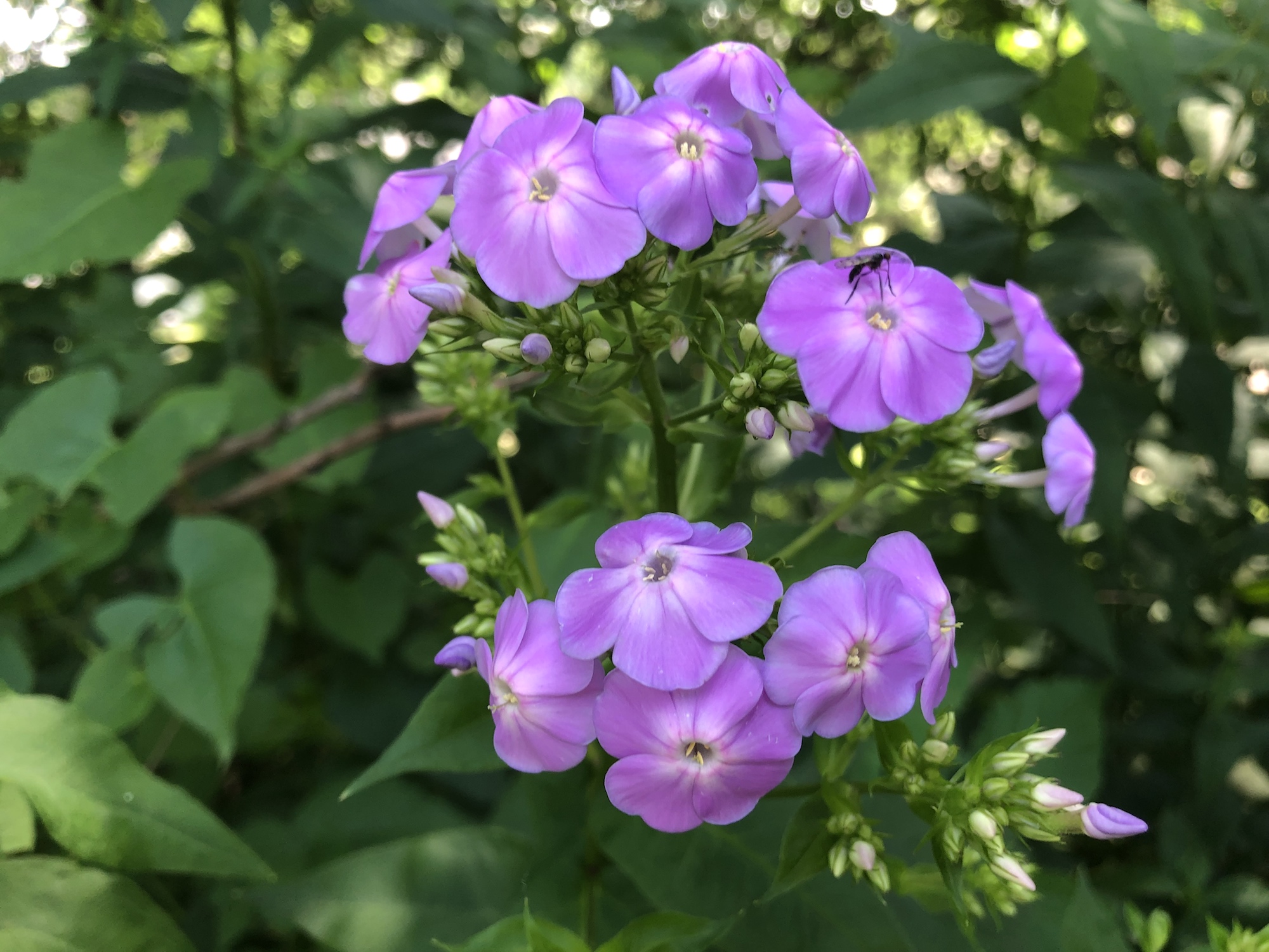 Tall Garden Phlox by Duck Pond on July 8, 2019.