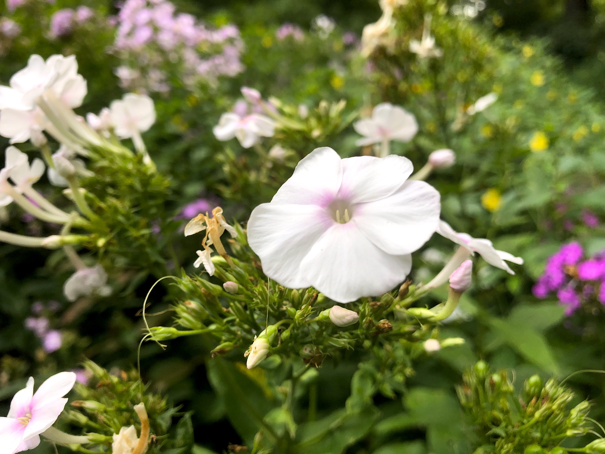 Tall Garden Phlox by Duck Pond on August 21, 2019.