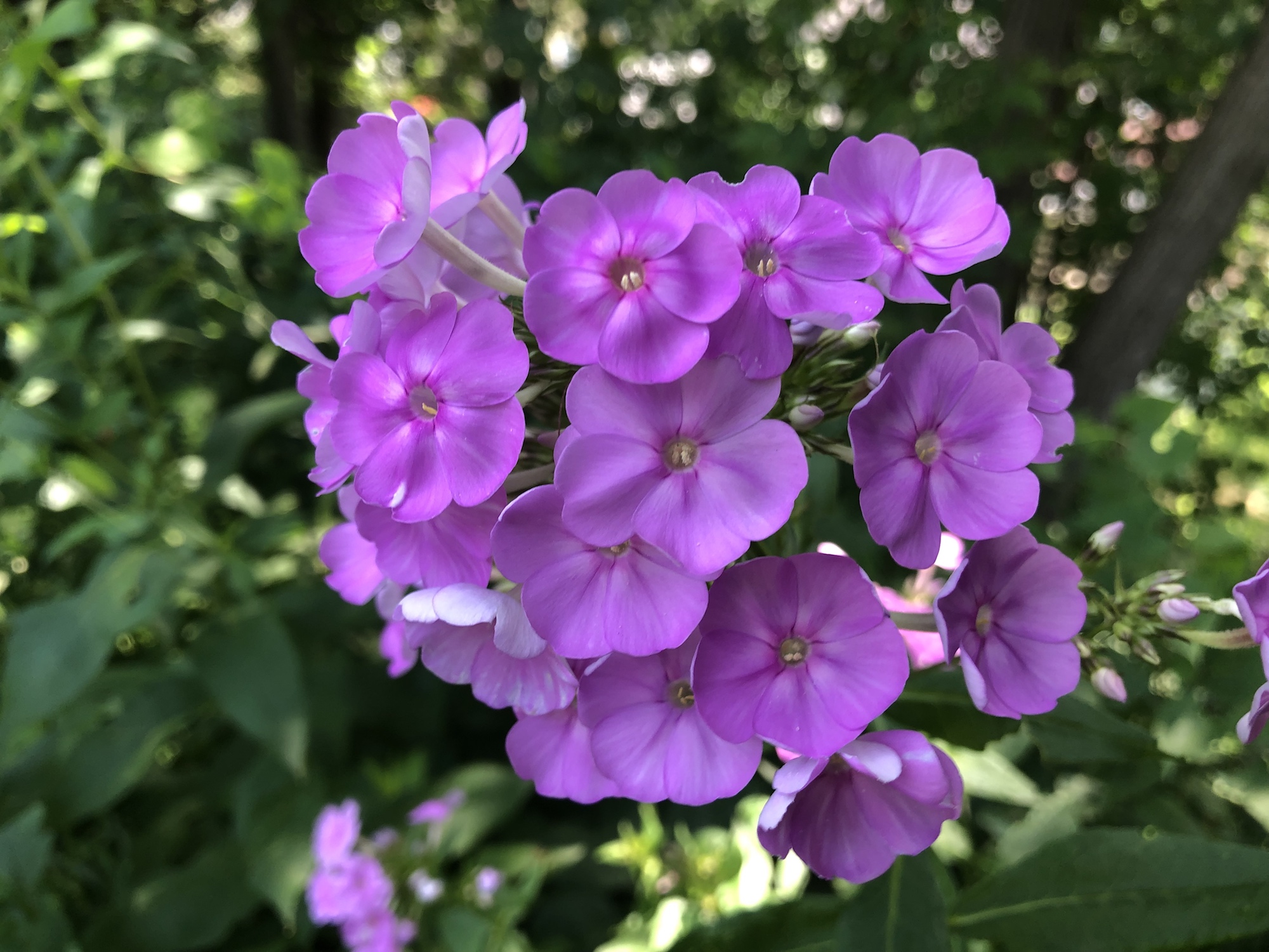 Tall Garden Phlox by Duck Pond on July 8, 2019.