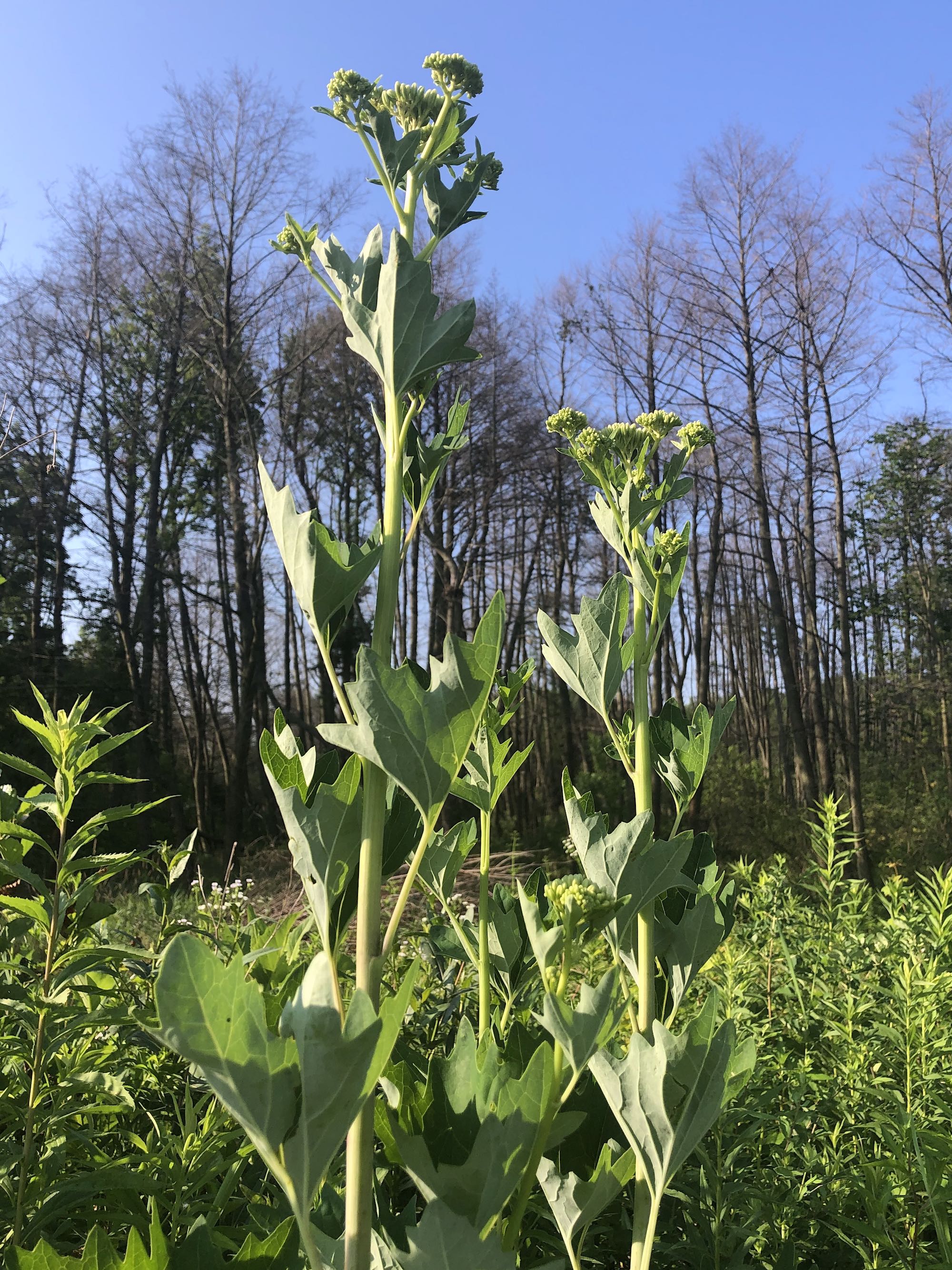 Pale Indian Plantain in Marion Dunn Prairie in Madison, Wisconsin on July 6, 2020.