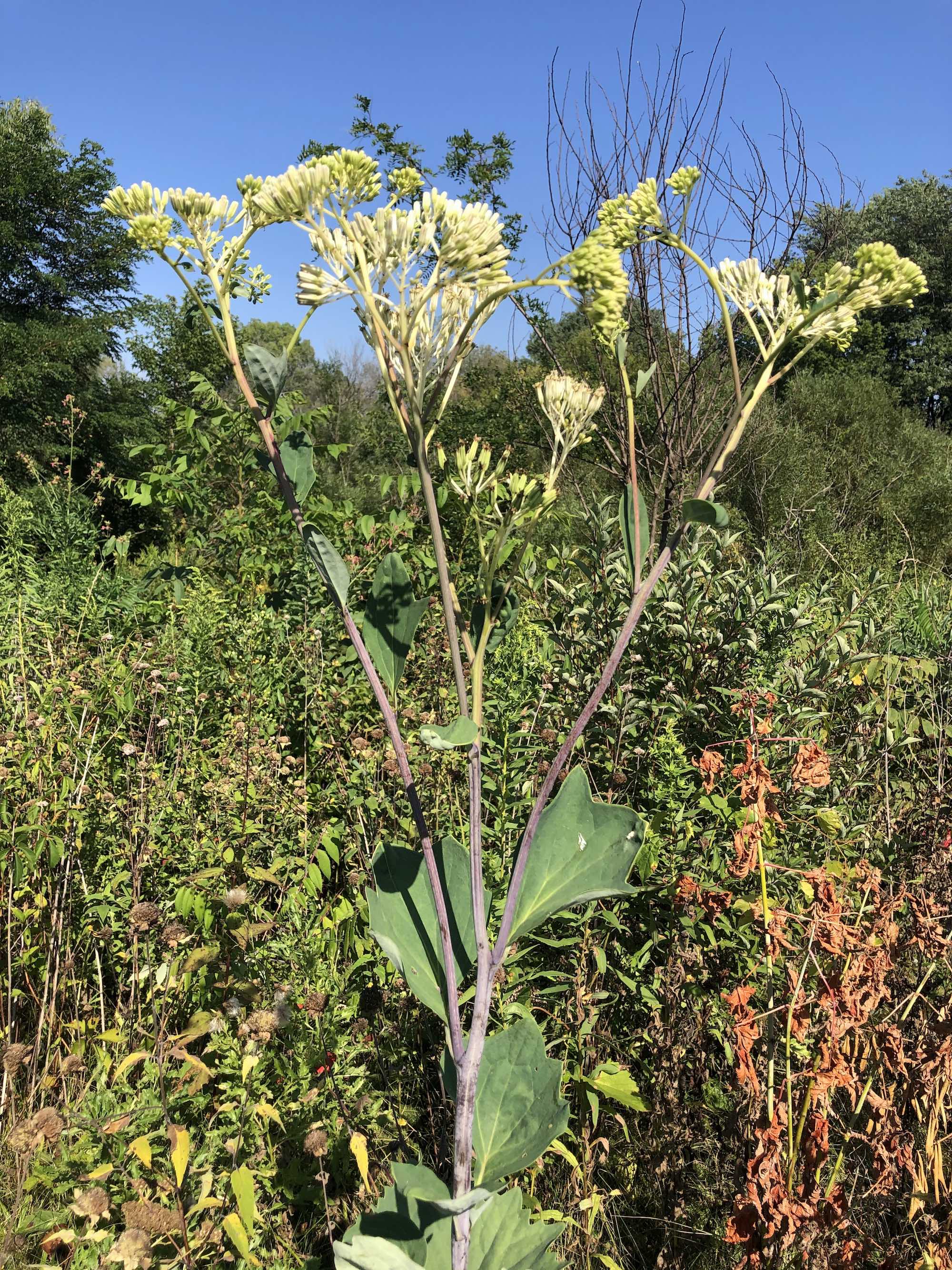 Pale Indian Plantain in Marion Dunn Prairie in Madison, Wisconsin on August 14, 2020.