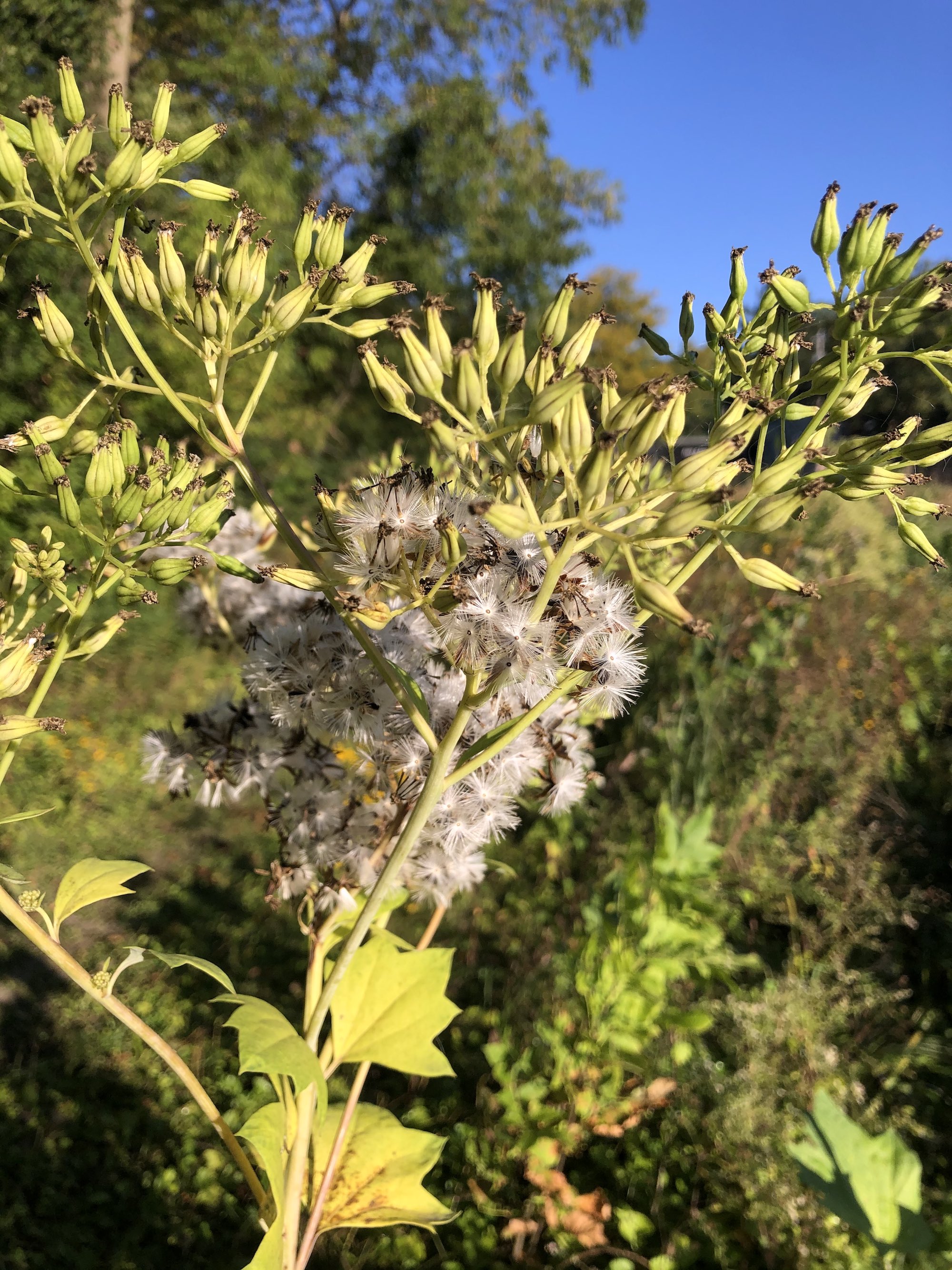 Plantain along Marion Dunn Pond on September 19, 2020.